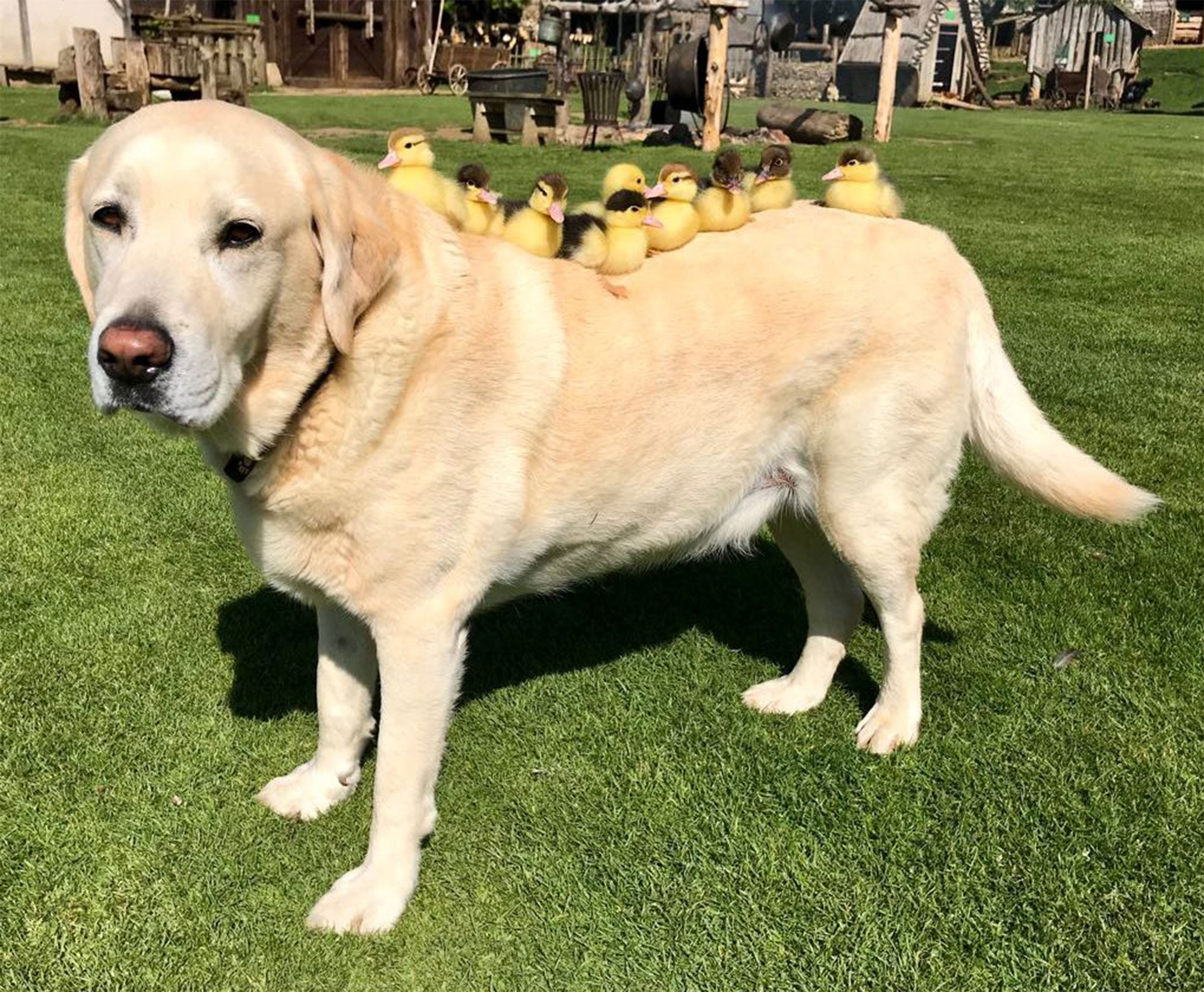 Dog Adopts Ducklings in Essex, Photos | PEOPLE.com