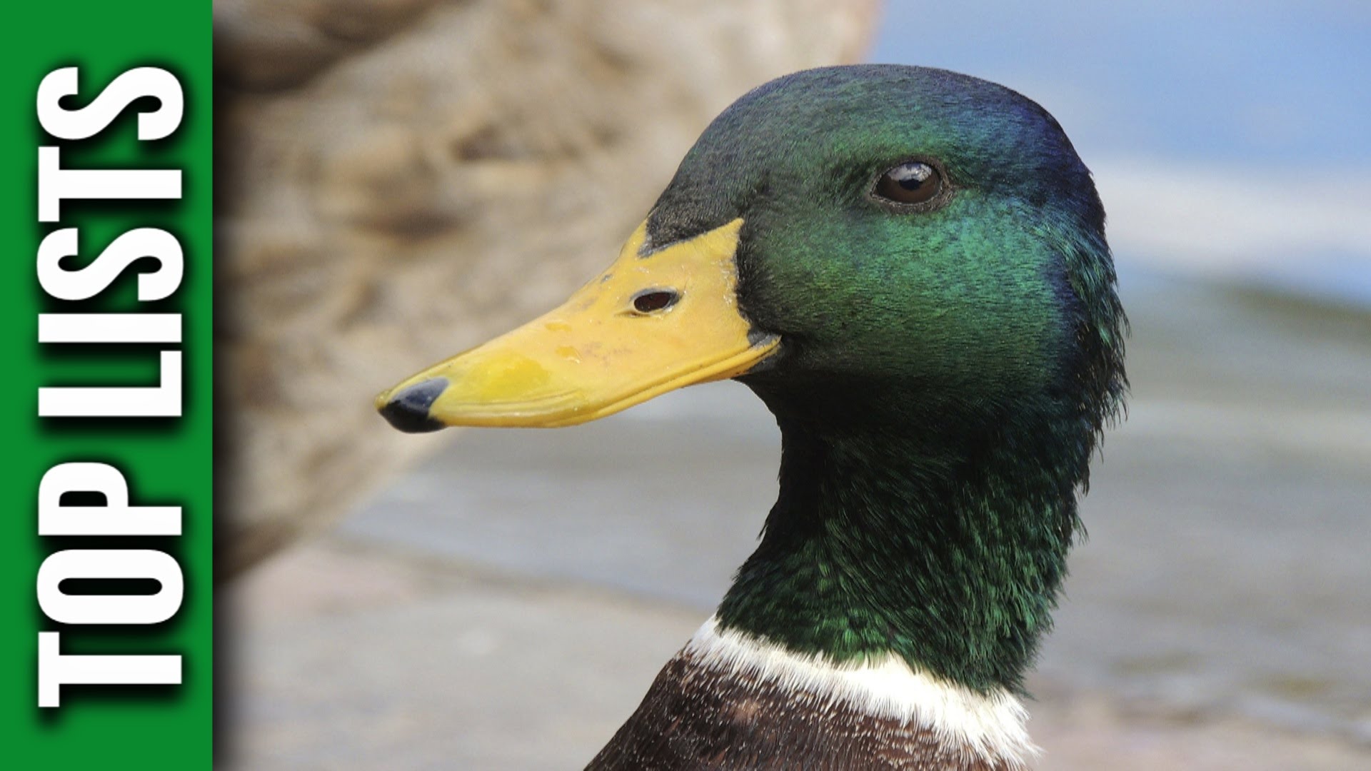 10 Interesting Facts About Ducks - YouTube
