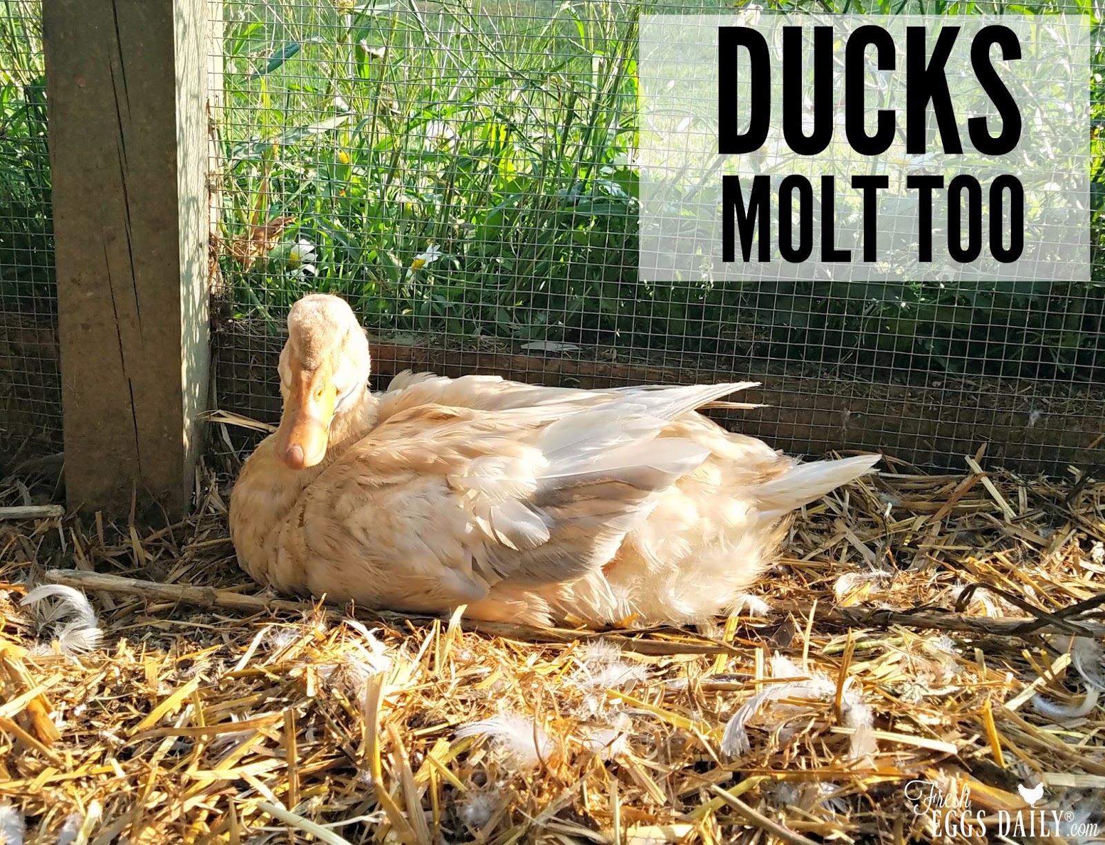 Ducks Molt Too! | Fresh Eggs Daily®