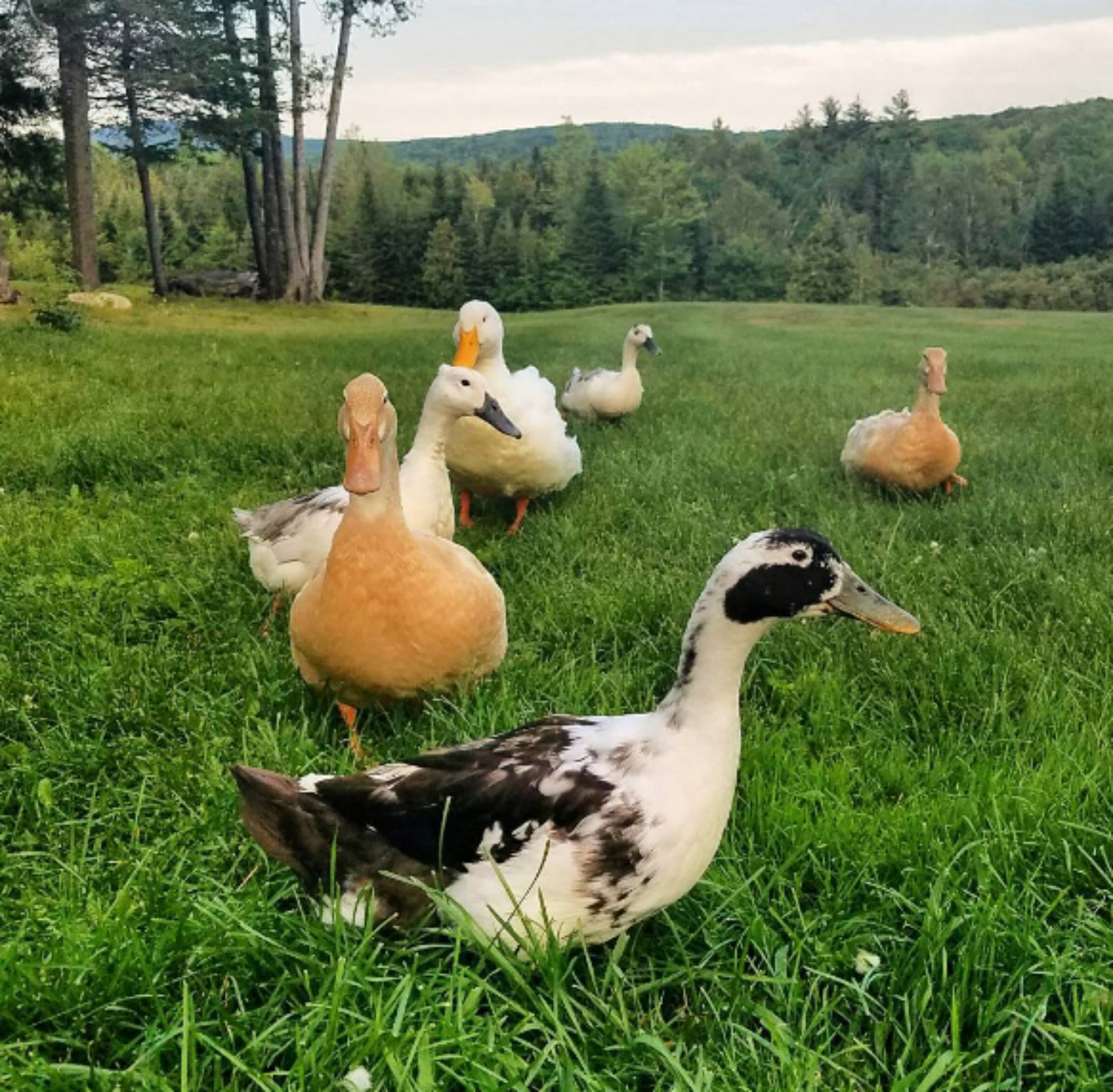 Raising Ducks for Eggs | Old Farmer's Almanac