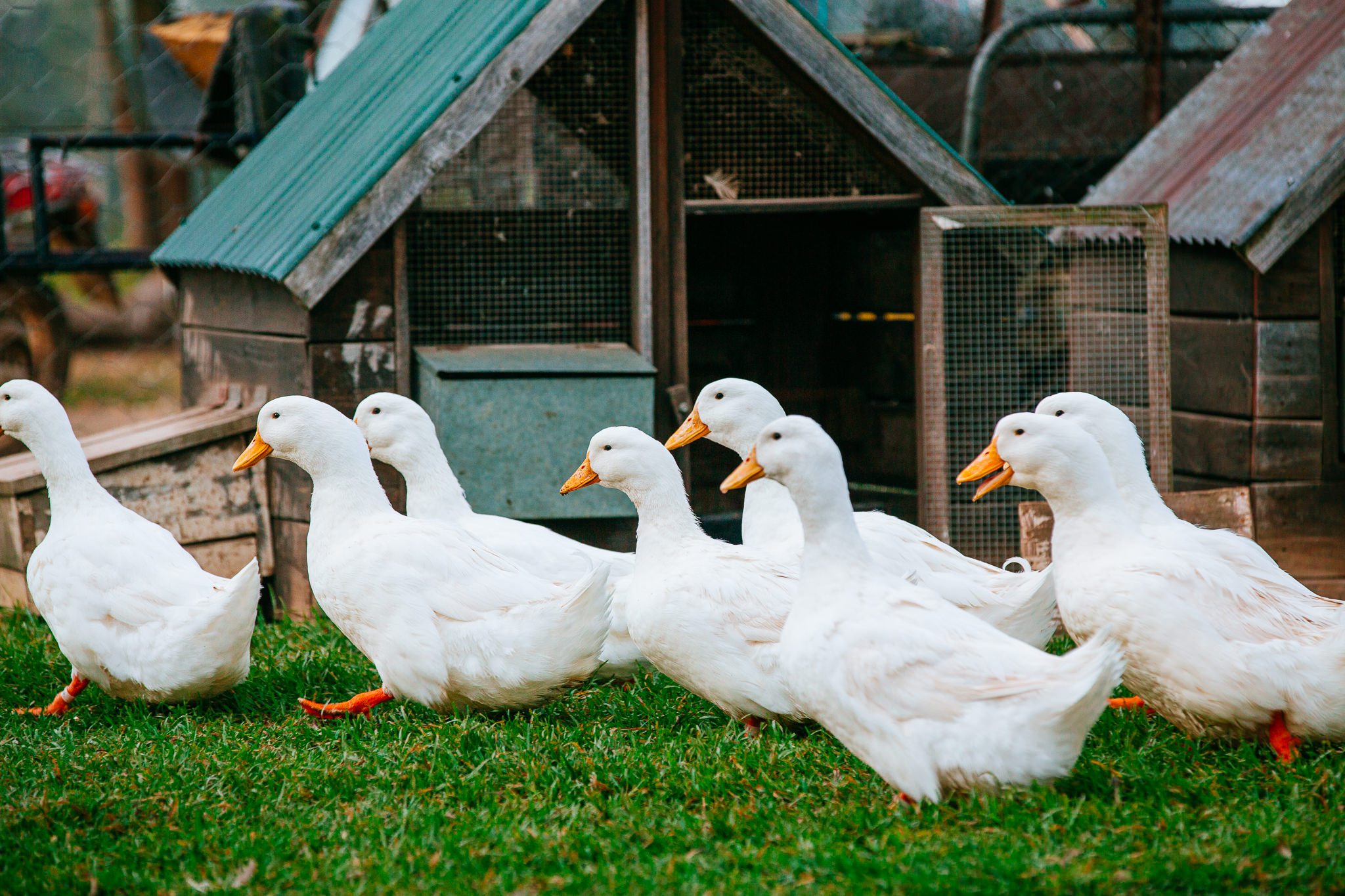What Ducks Make the Best Pets?
