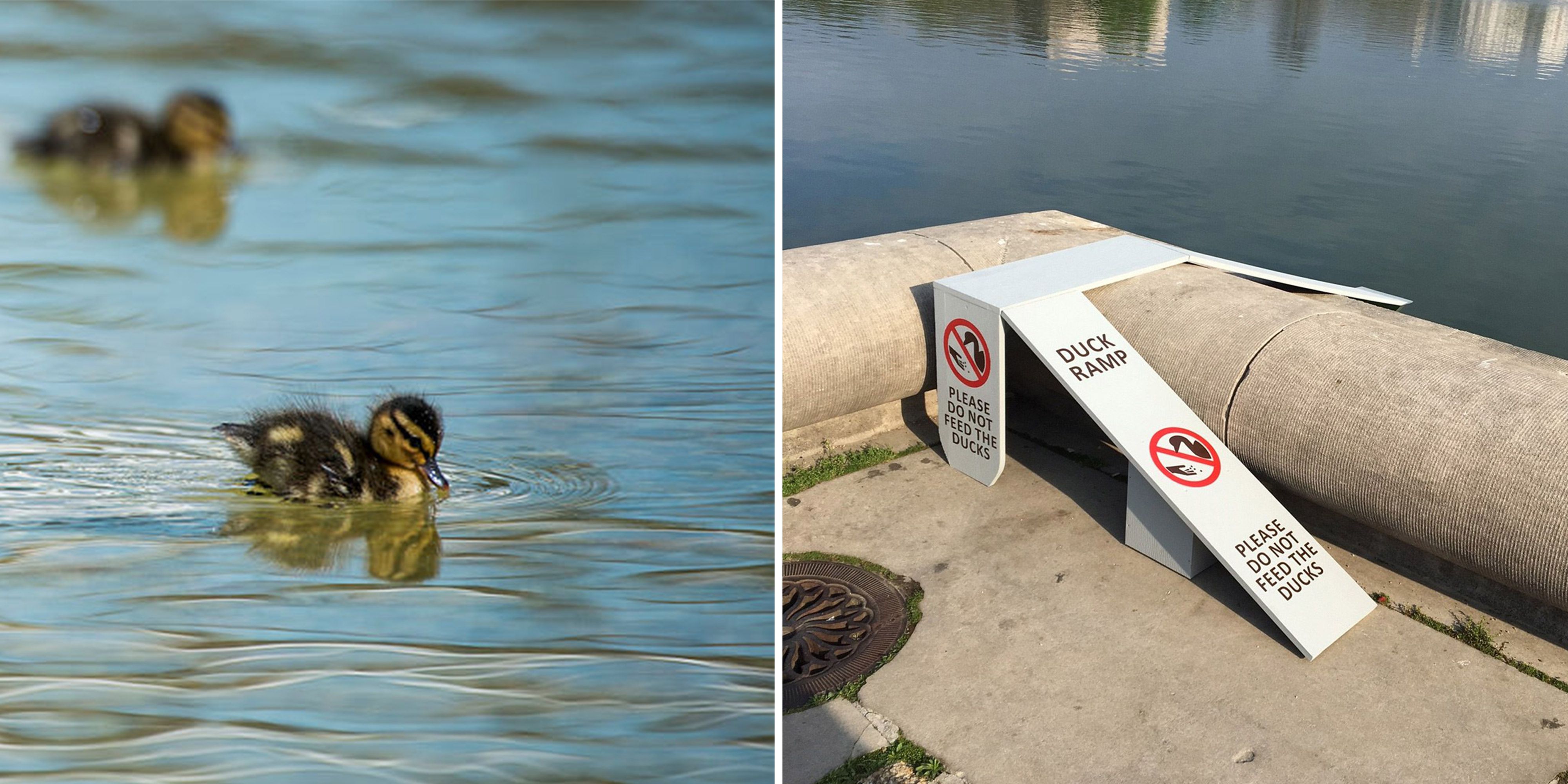 Duck Ramp in DC Sparks Drama