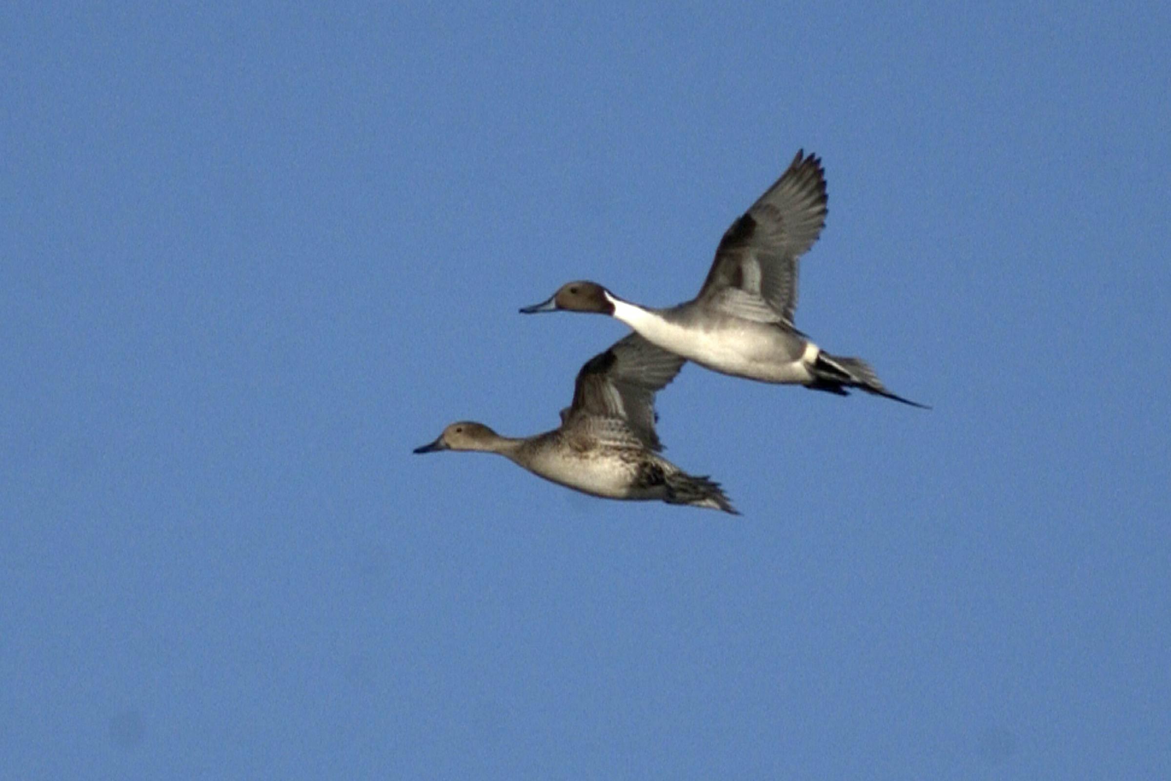 Ducks Migrate Through Missouri | KRCU