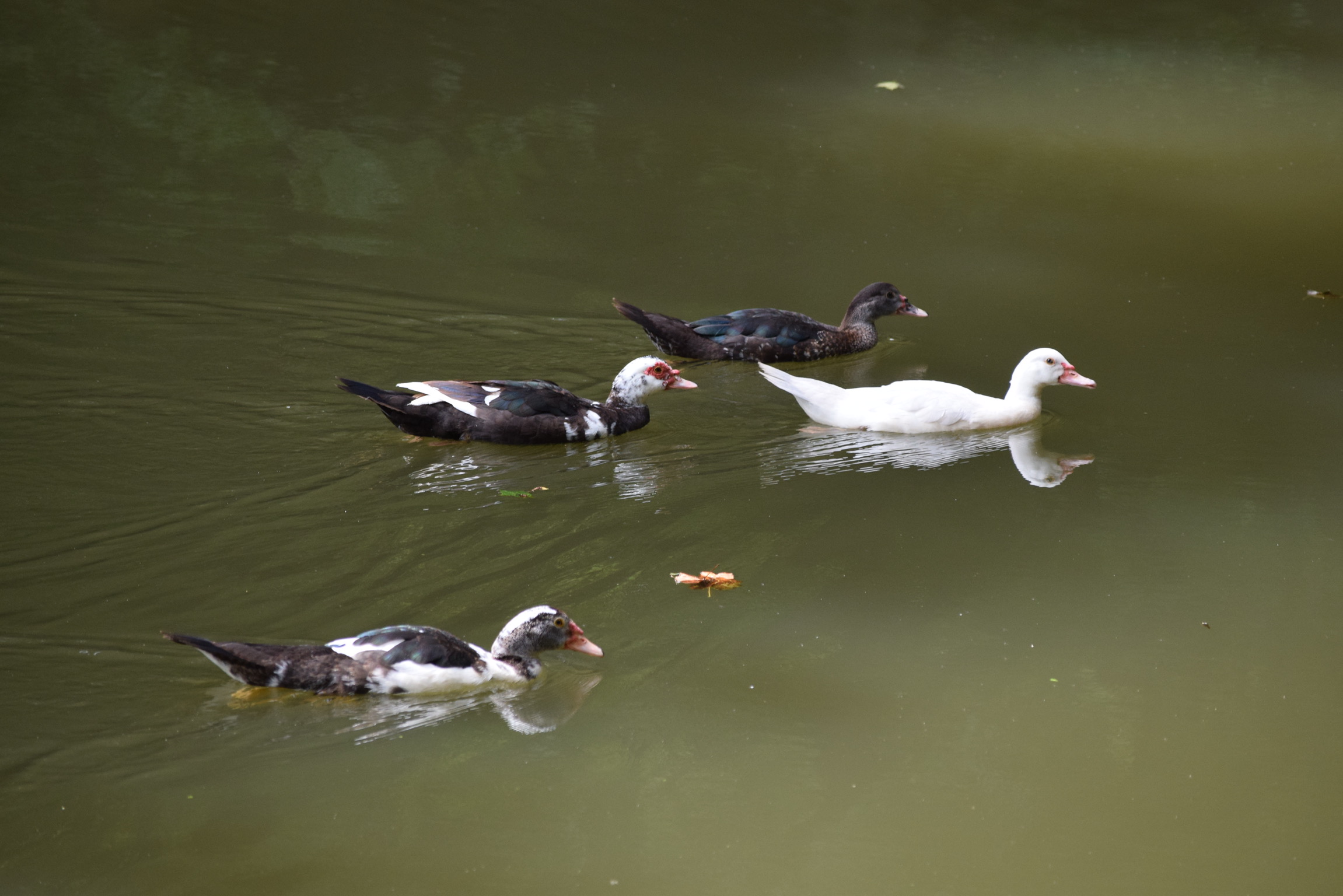Death of Mulberry Pond Ducks Cause Community Concern | Meigs ...