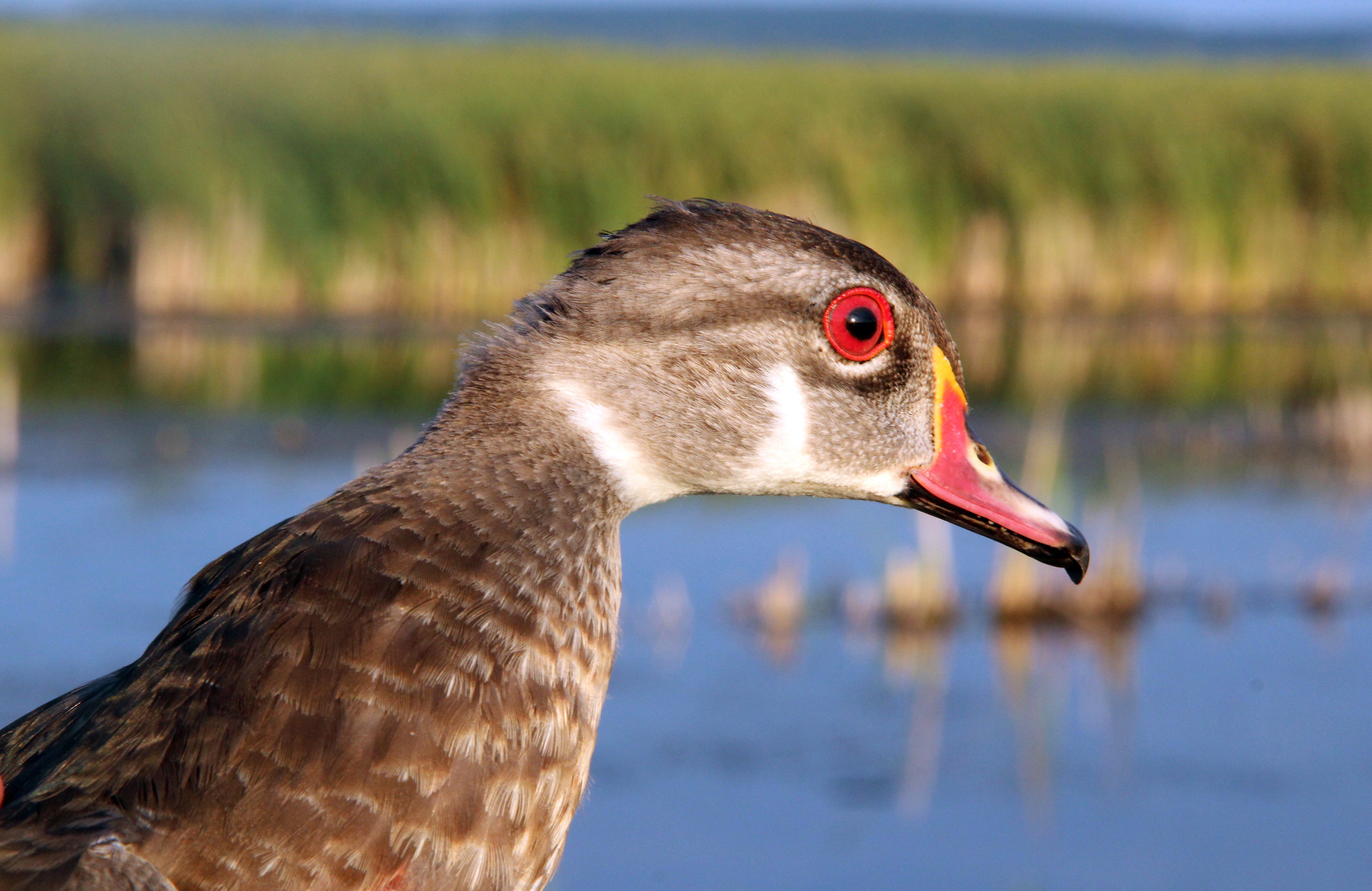Bird banding Horicon Marsh: To catch 750 ducks - safely