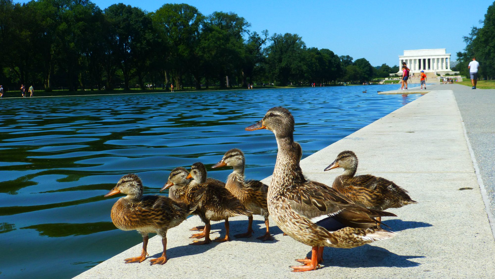 After 80 baby ducklings died in the Lincoln Memorial pool in ...