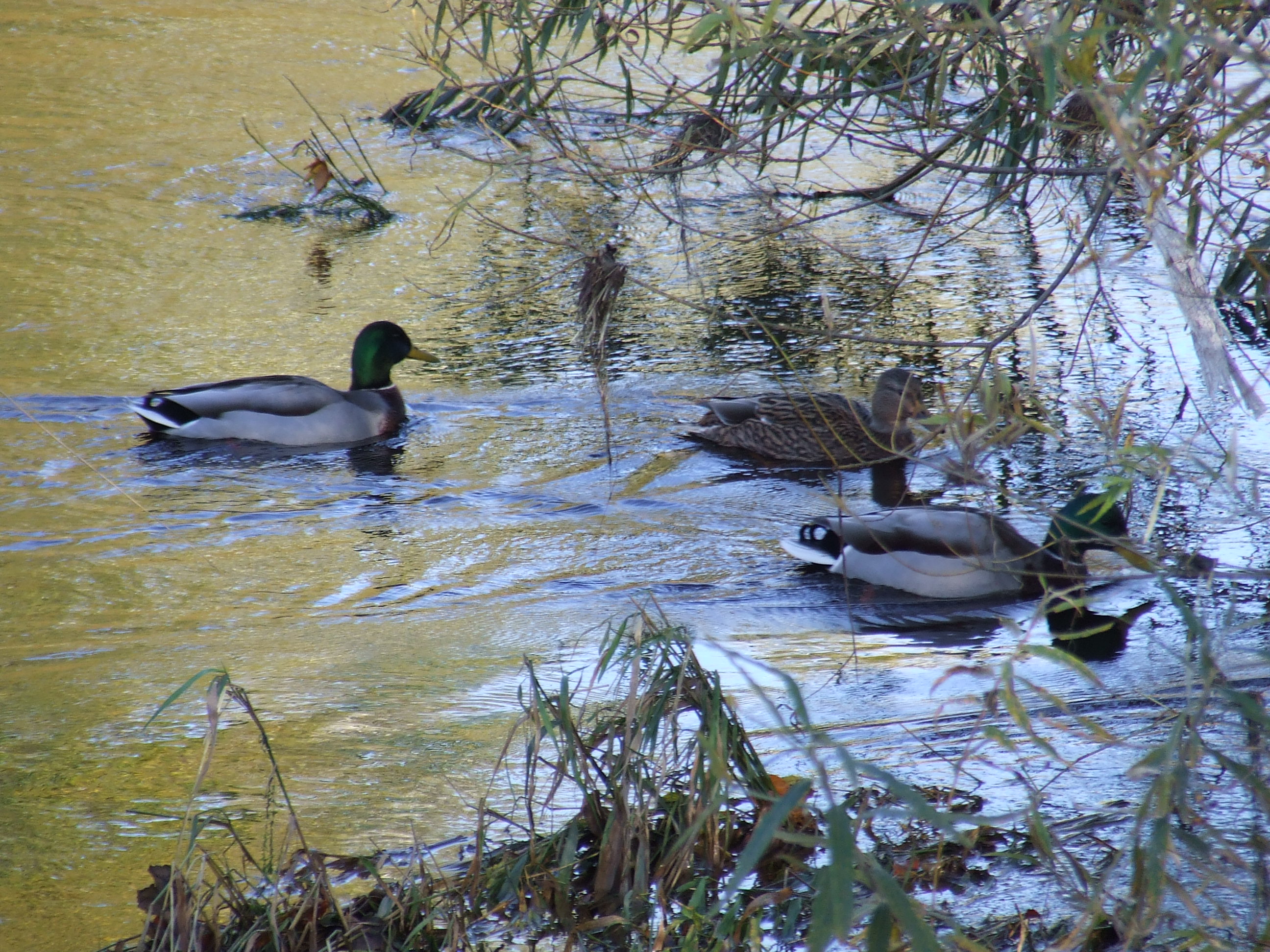 Free photo: Ducks - Animals, Birds, Bspo06 - Free Download - Jooinn