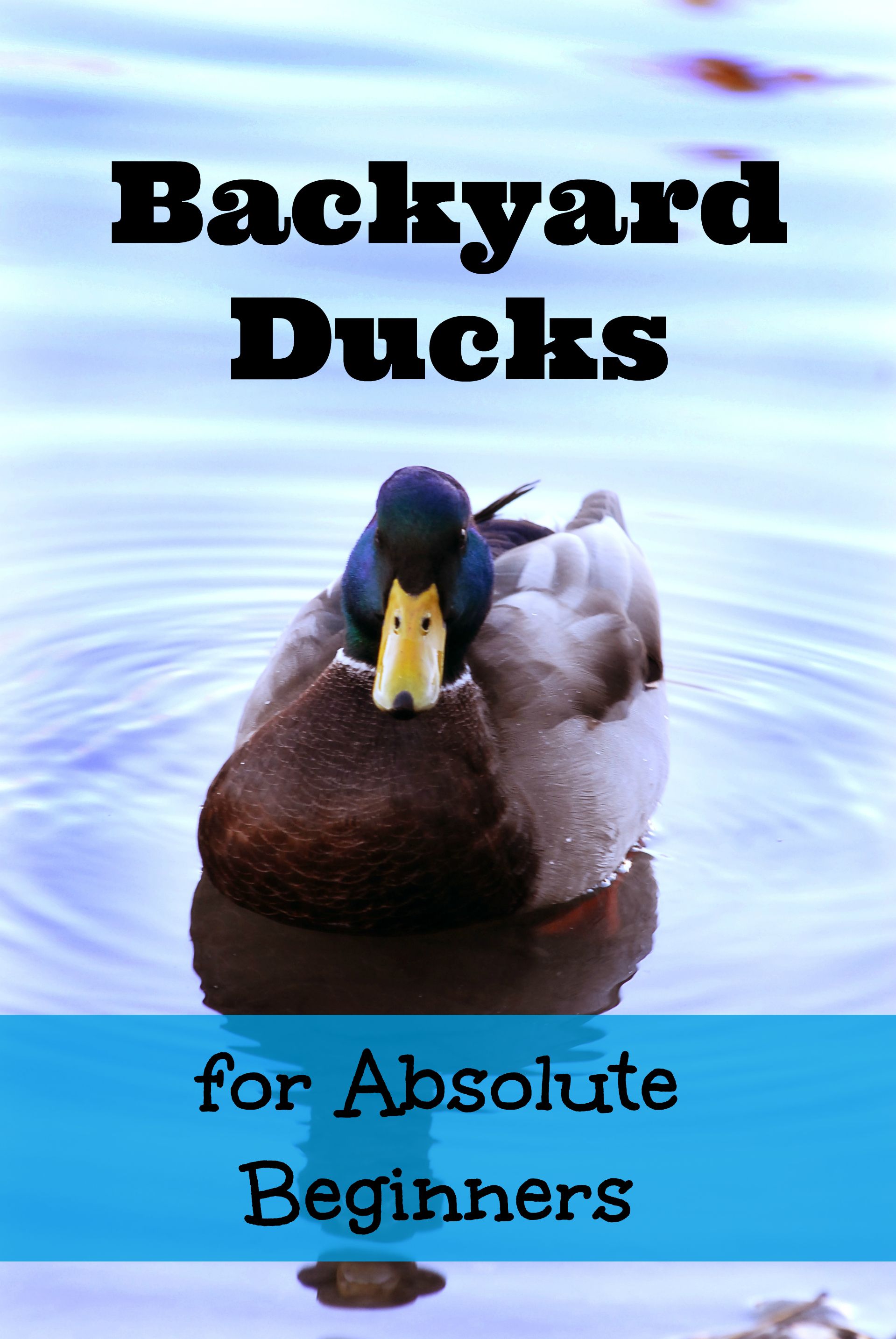 Backyard Ducks for Absolute Beginners | Backyard ducks, Backyard and ...
