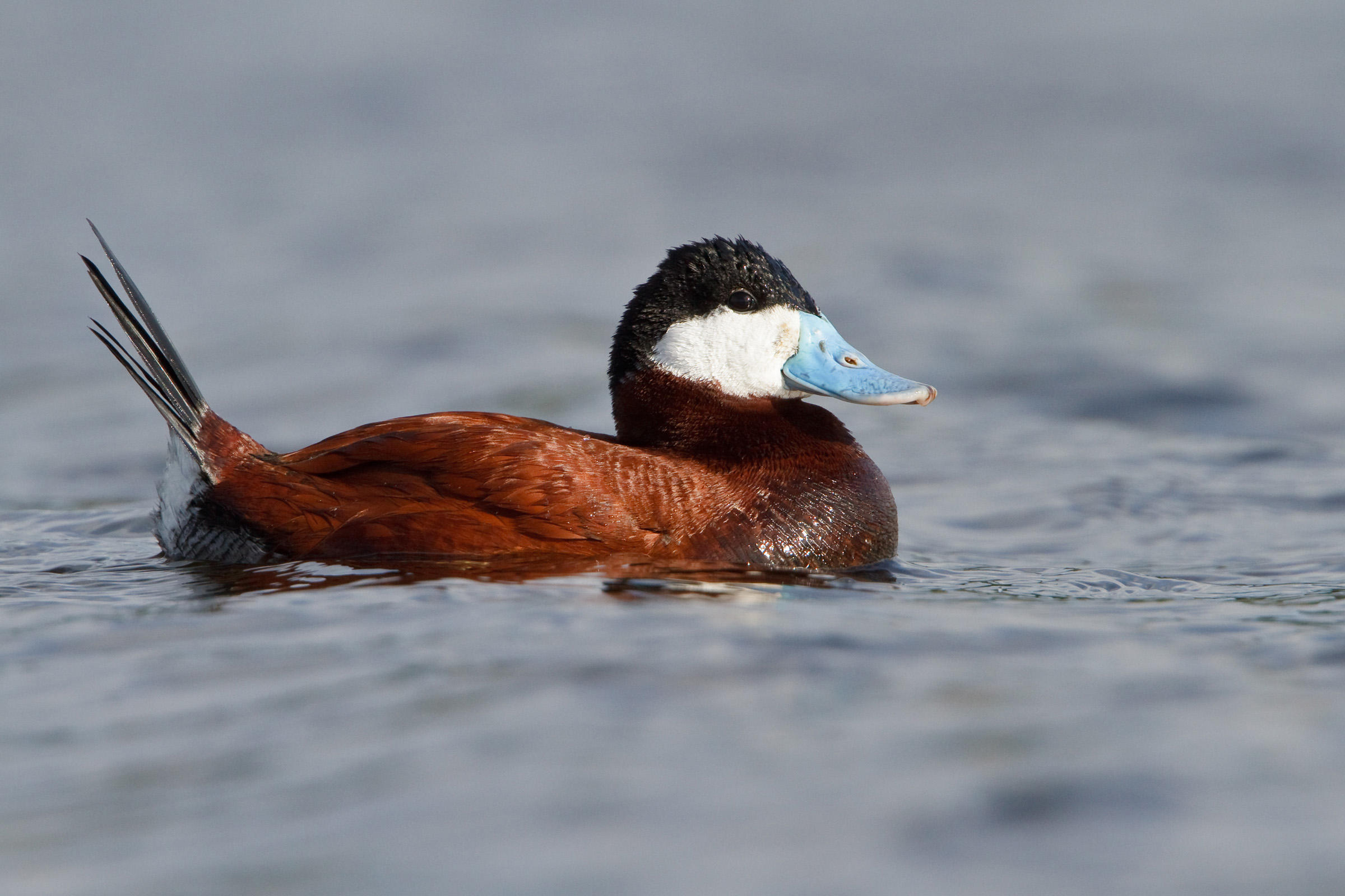 Ruddy Duck | Audubon Field Guide