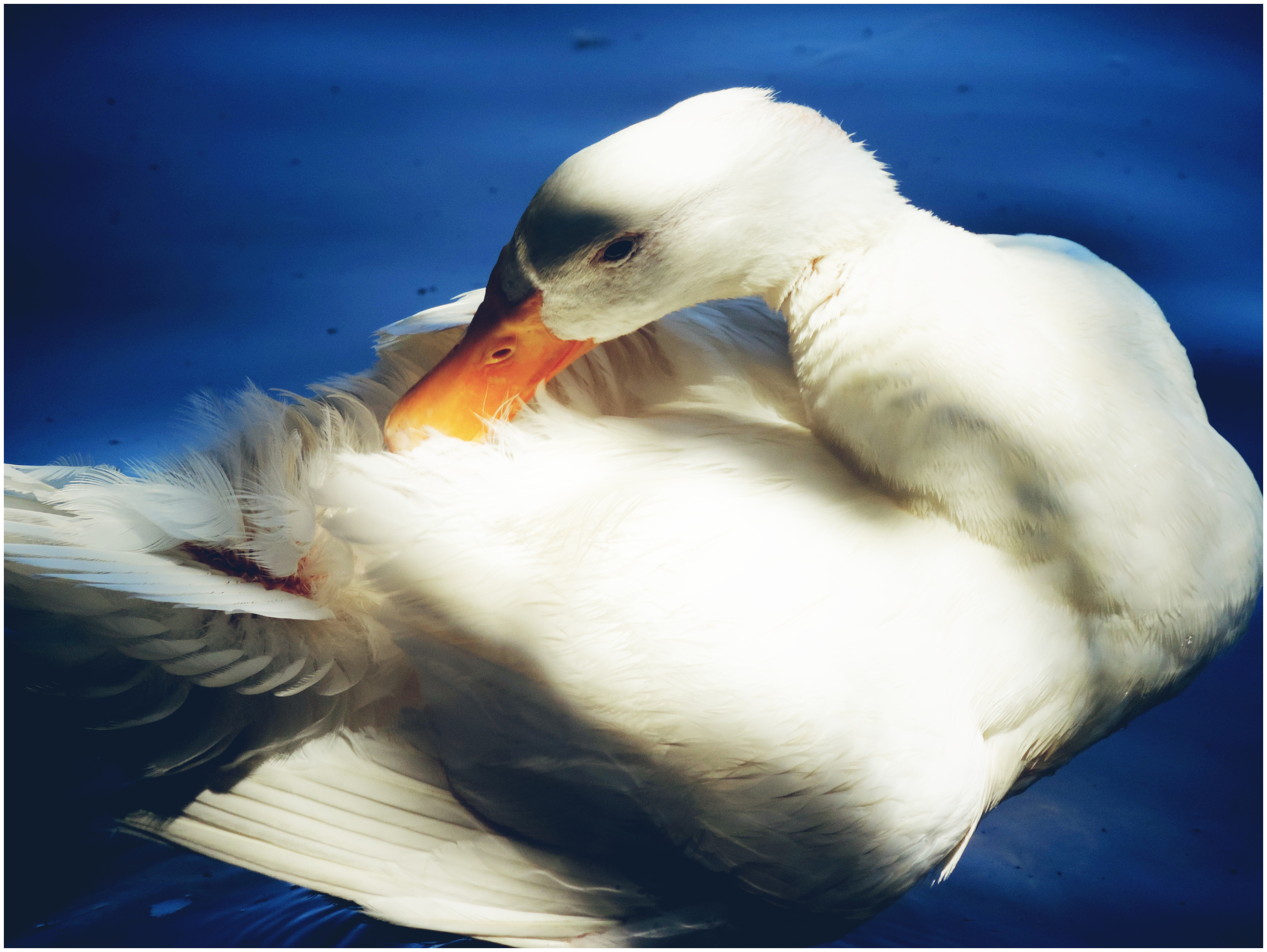 Spokane Duck Rescue – Rescuing dumped ducks & geese in the Spokane area