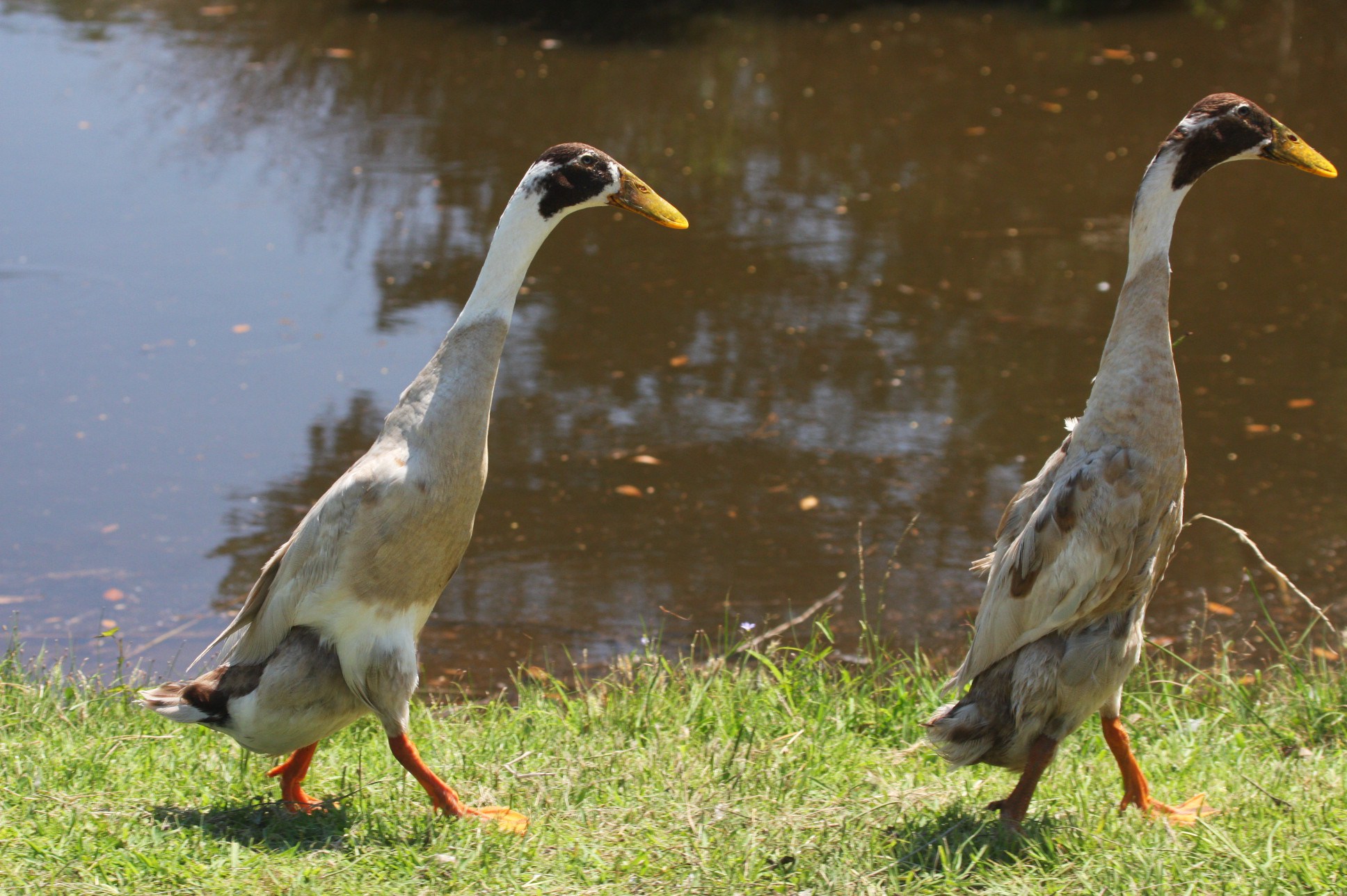 Birds of Ocracoke: Indian Runner Ducks (Seriously ...