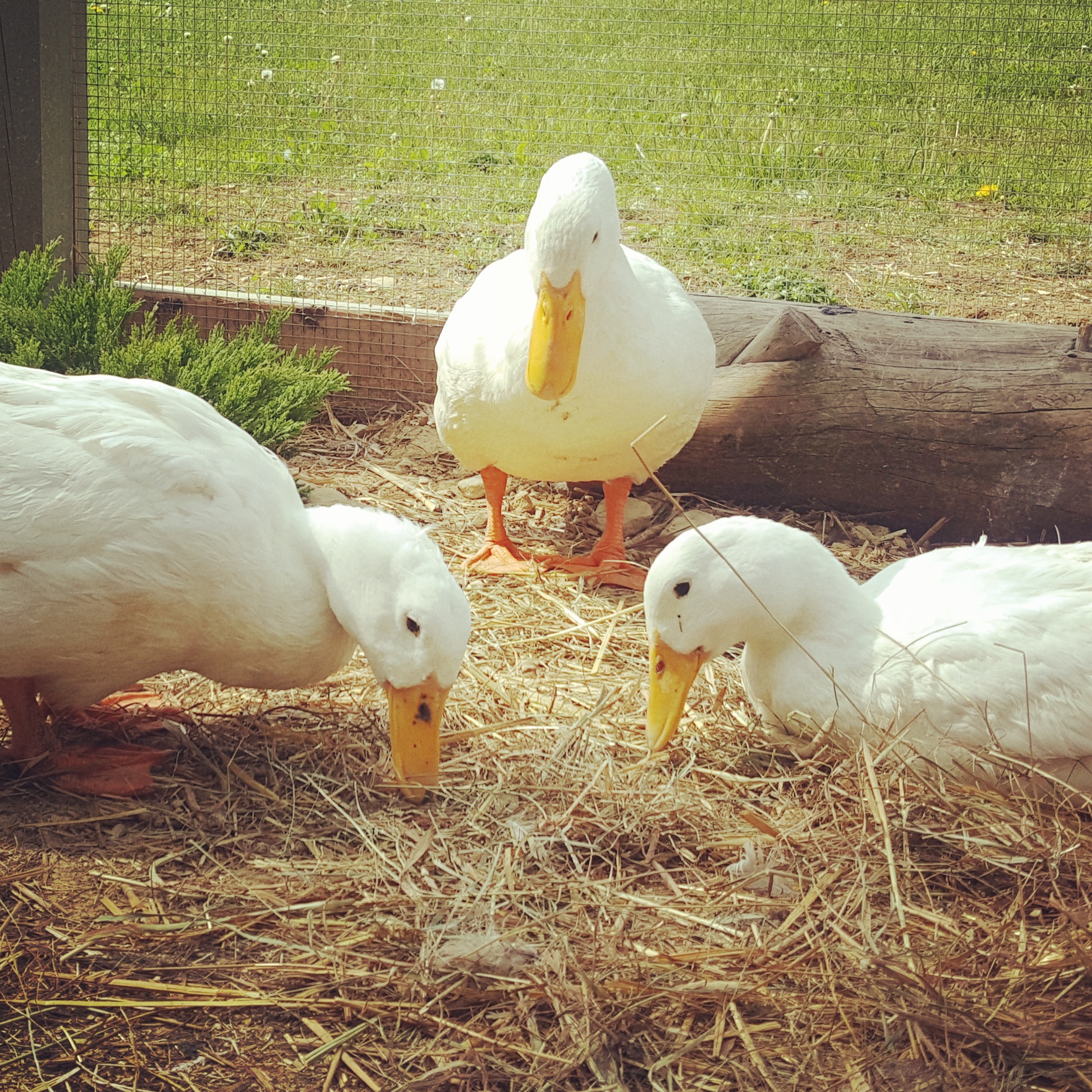 Types of Ducks For Eggs, Meat and Pest Control - Countryside Network