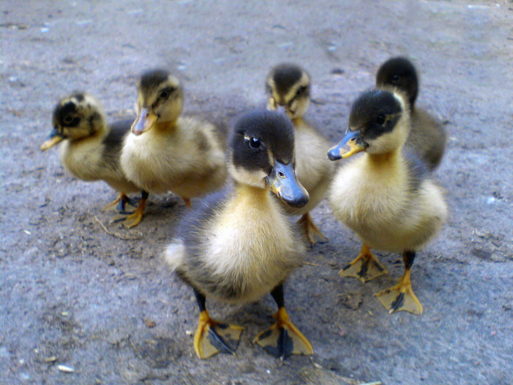 Baby Ducks :: Russell Feed & Supply