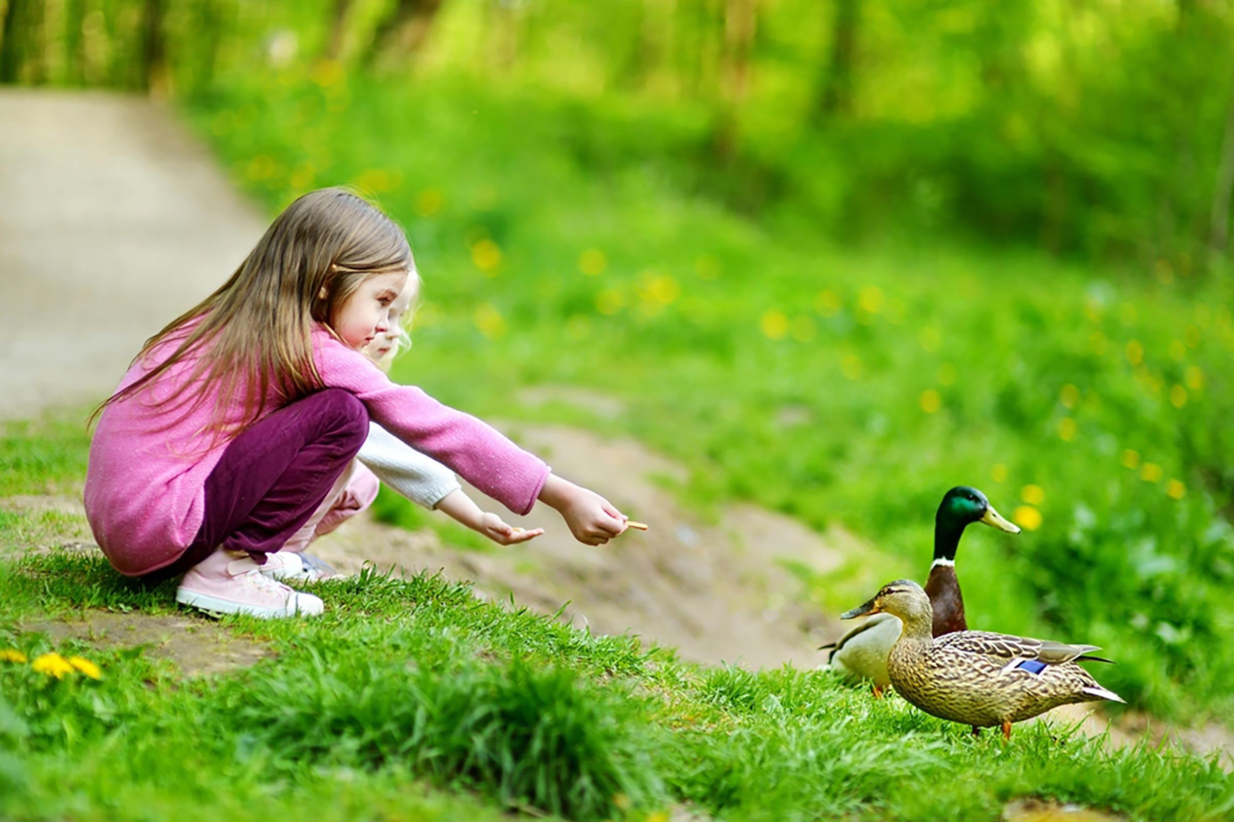 Stop Feeding Ducks Bread—It Could Cause Them Lasting Damage ...