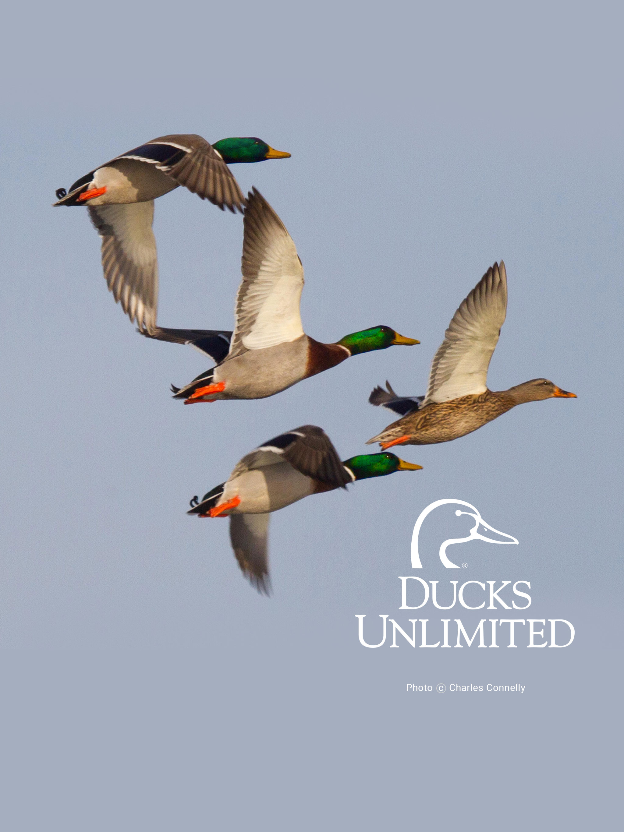 Ducks Unlimited Mobile Wallpaper