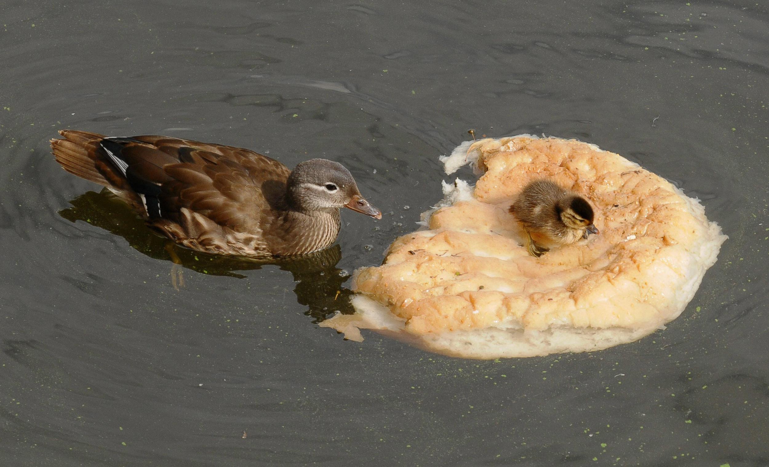 Ducks ditching bread for healthier diet after public handed loaf ...