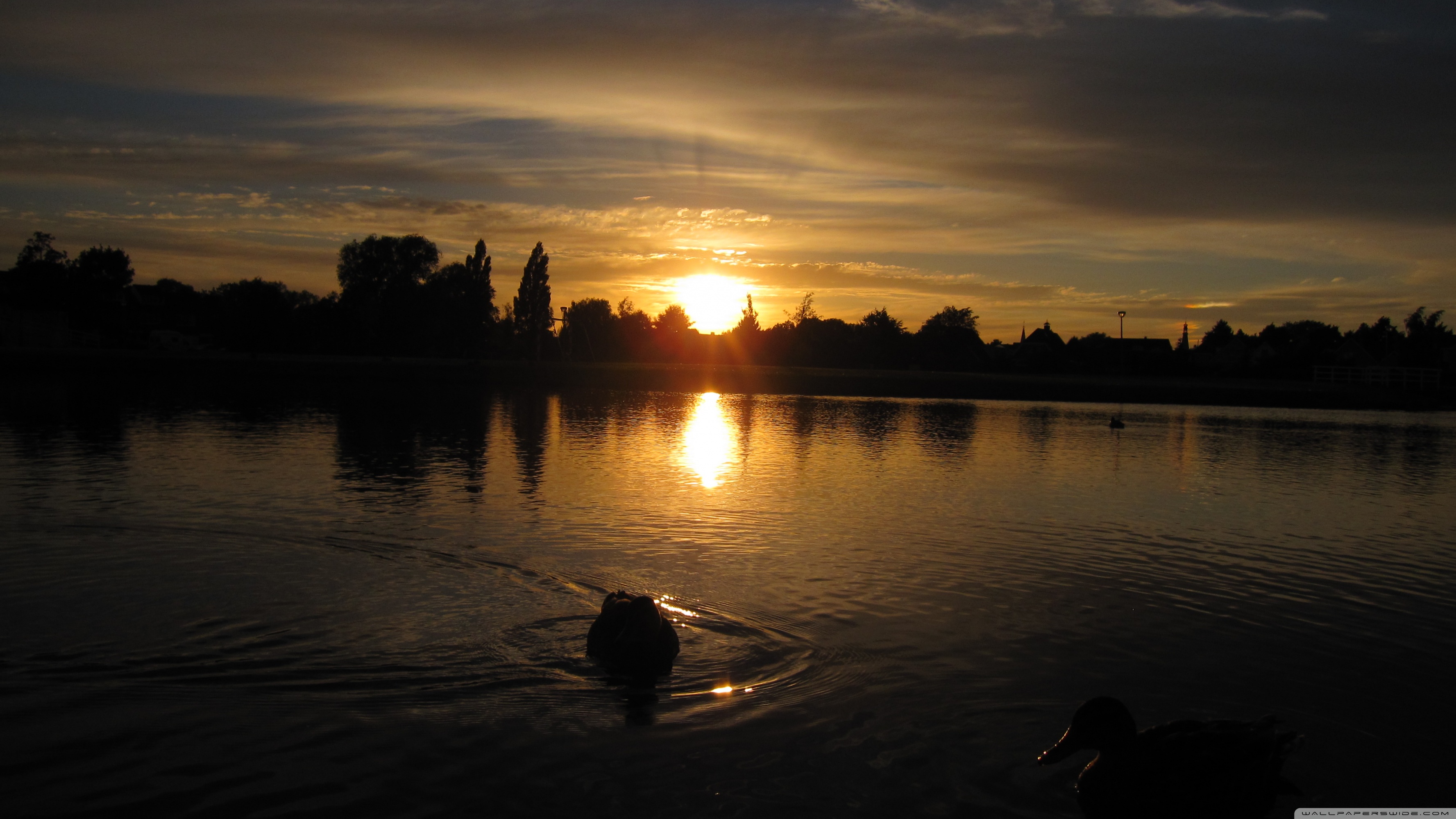 Relaxing Ducks on a Calm Lake at Dusk ❤ 4K HD Desktop Wallpaper for ...