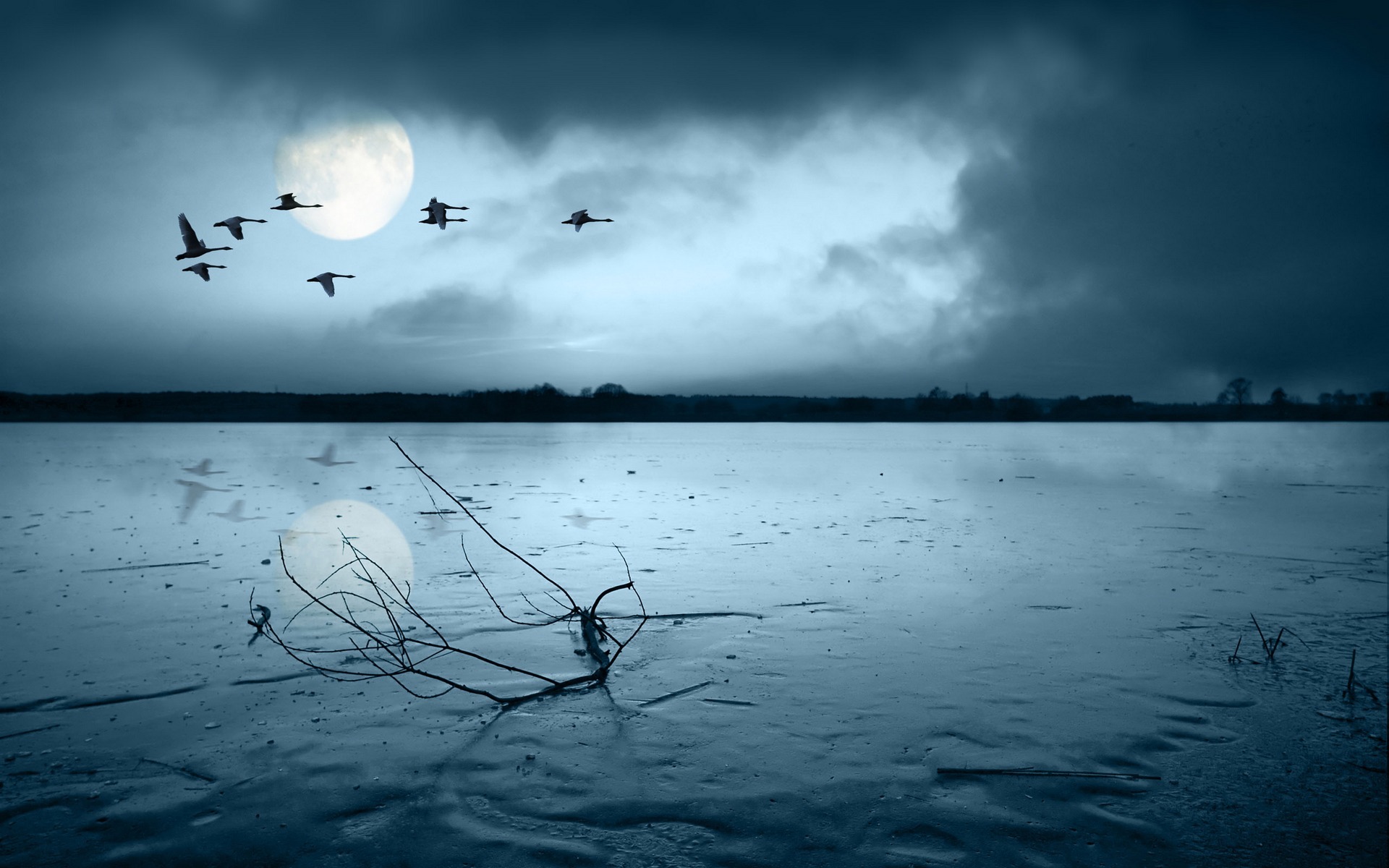 Ducks flying at night on lake | Imagesfreeextra
