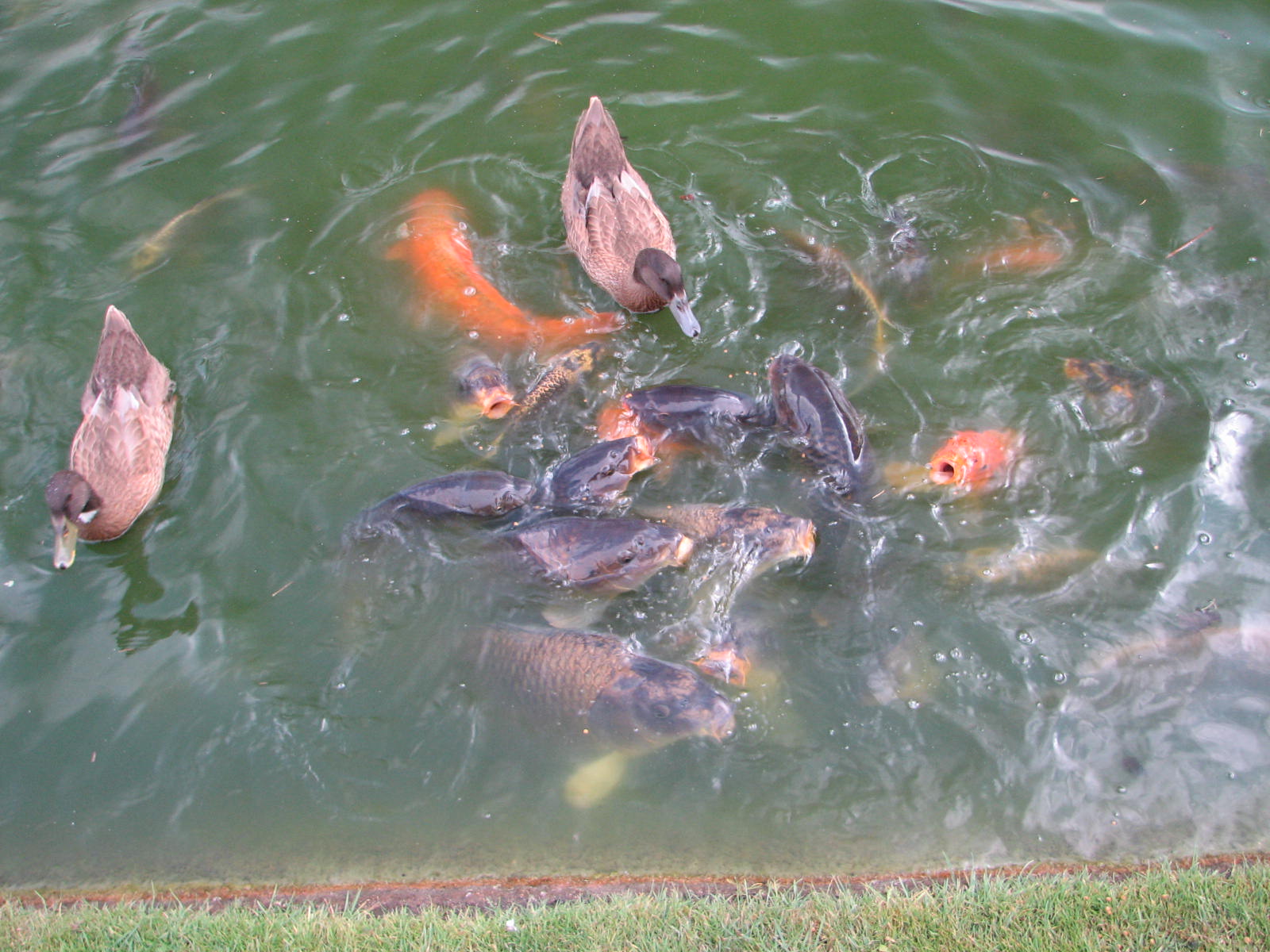 Ducks competing with fish photo