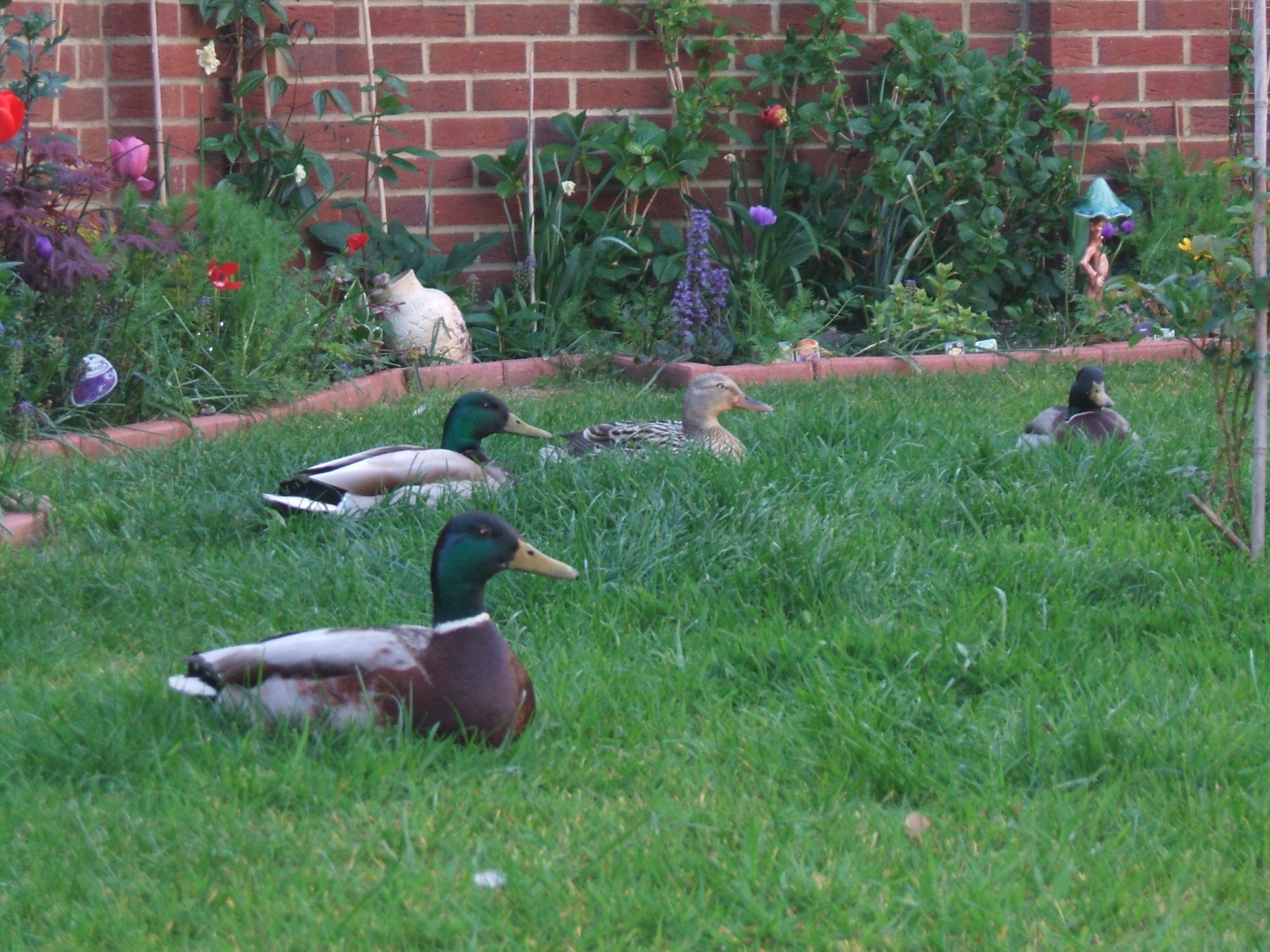 Ducks in a garden photo