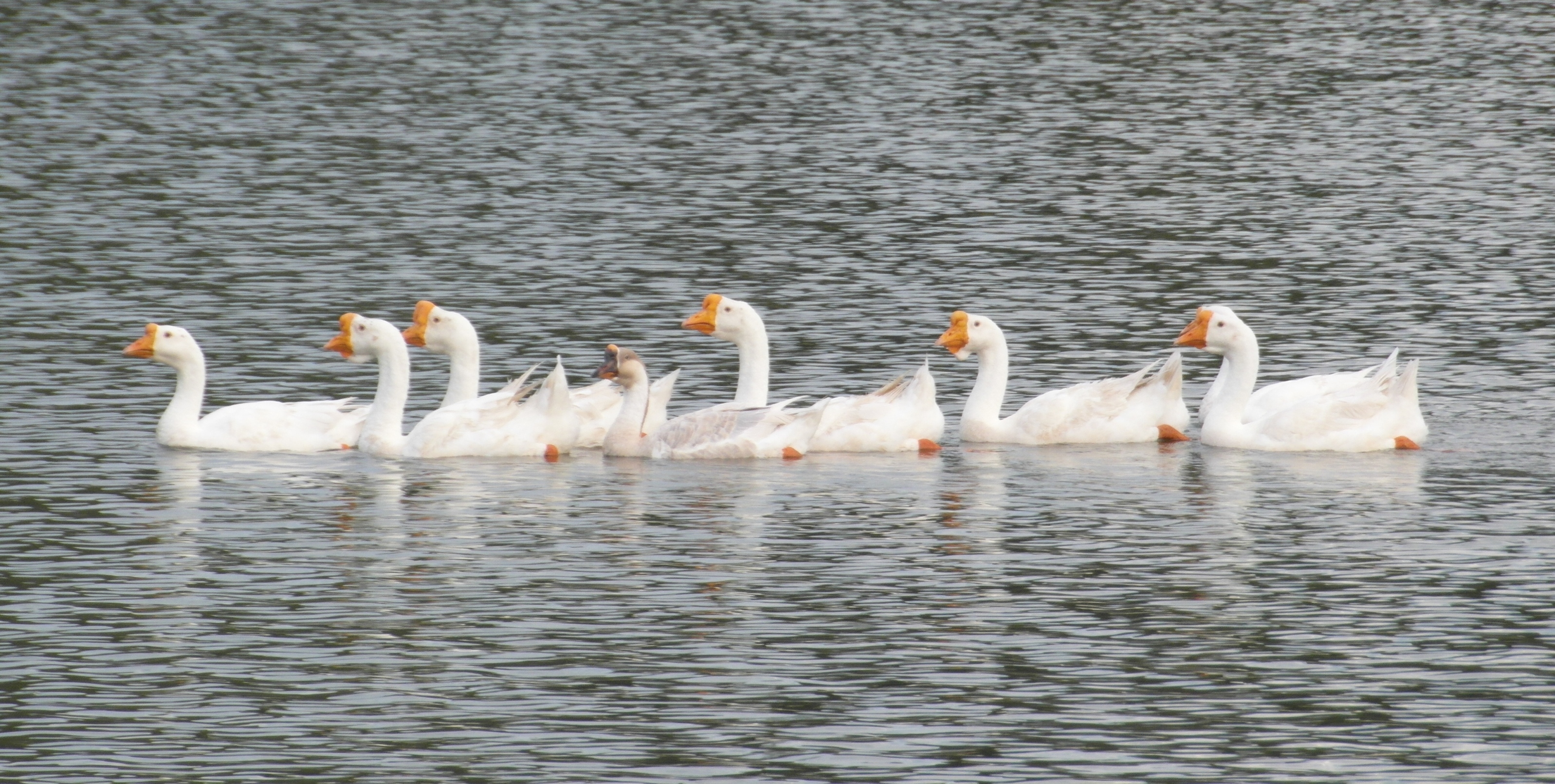 Ducks in a row photo