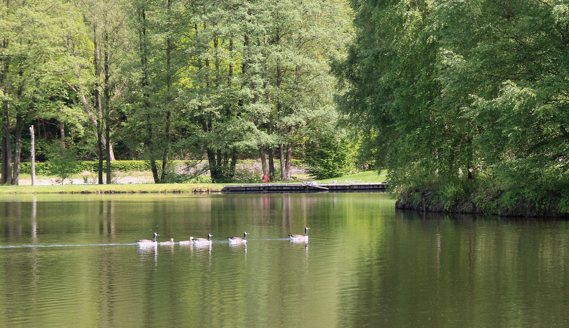 Ducks in the lake photo