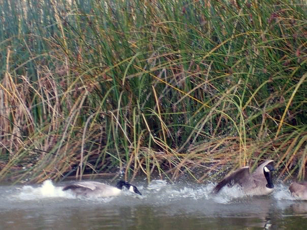 Ducks in the river photo