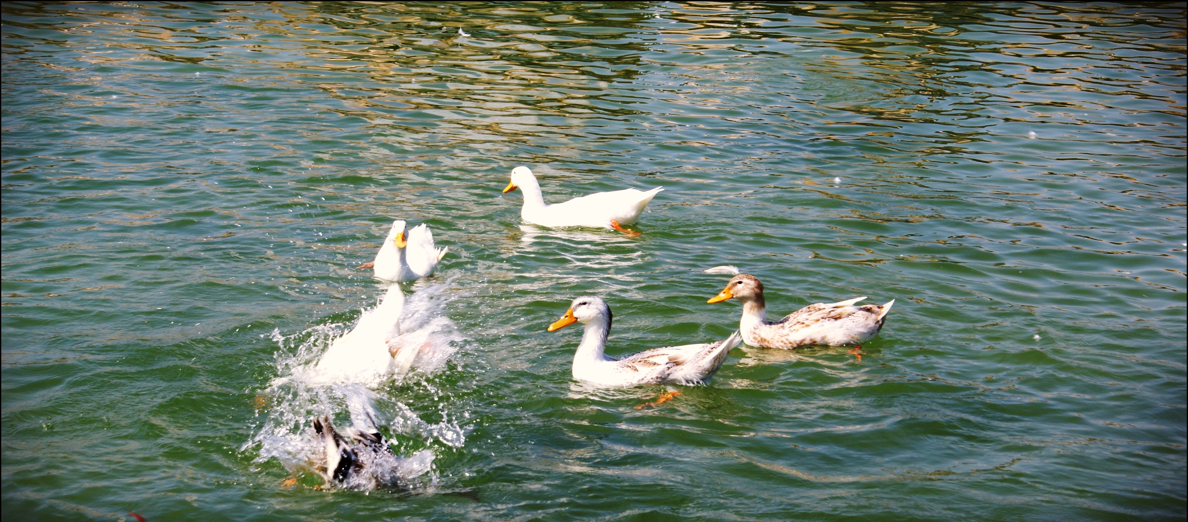 File:Ducks in Water.JPG - Wikimedia Commons