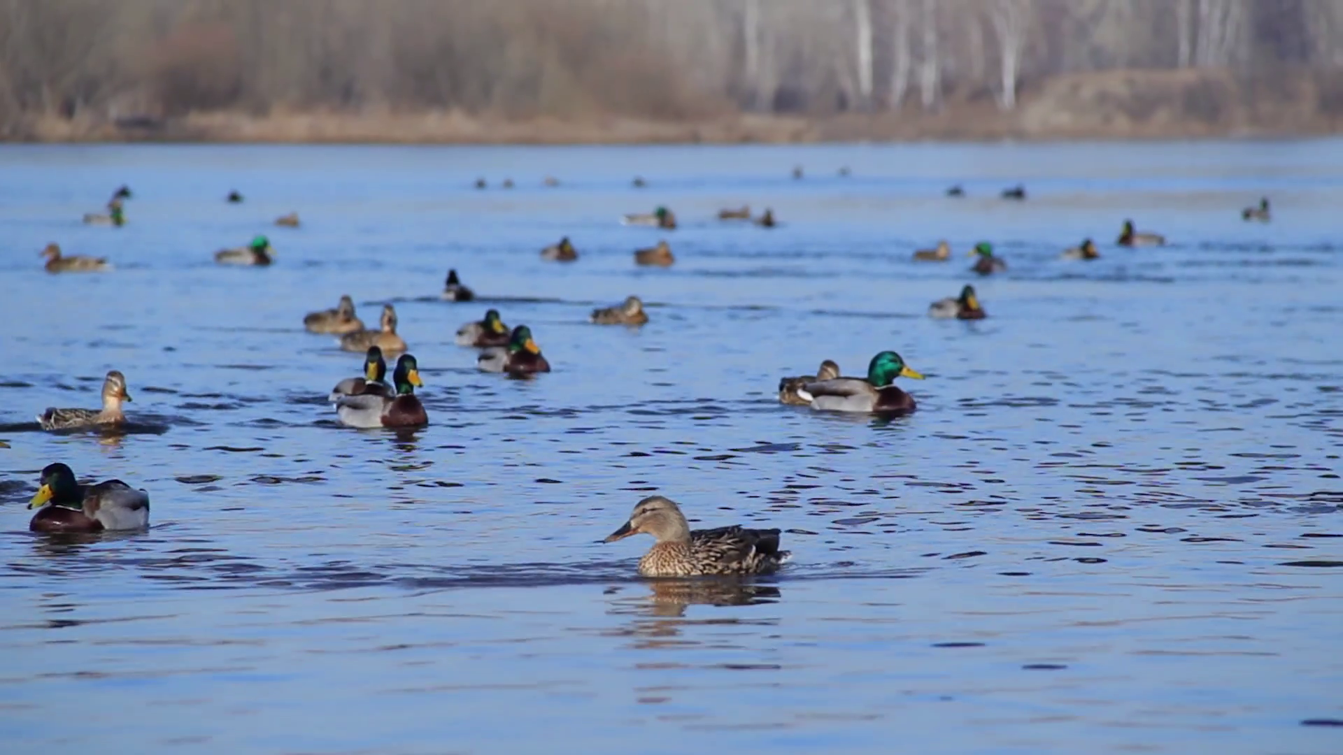 Big duck flock floating on the river, Mallard ducks swimming in ...