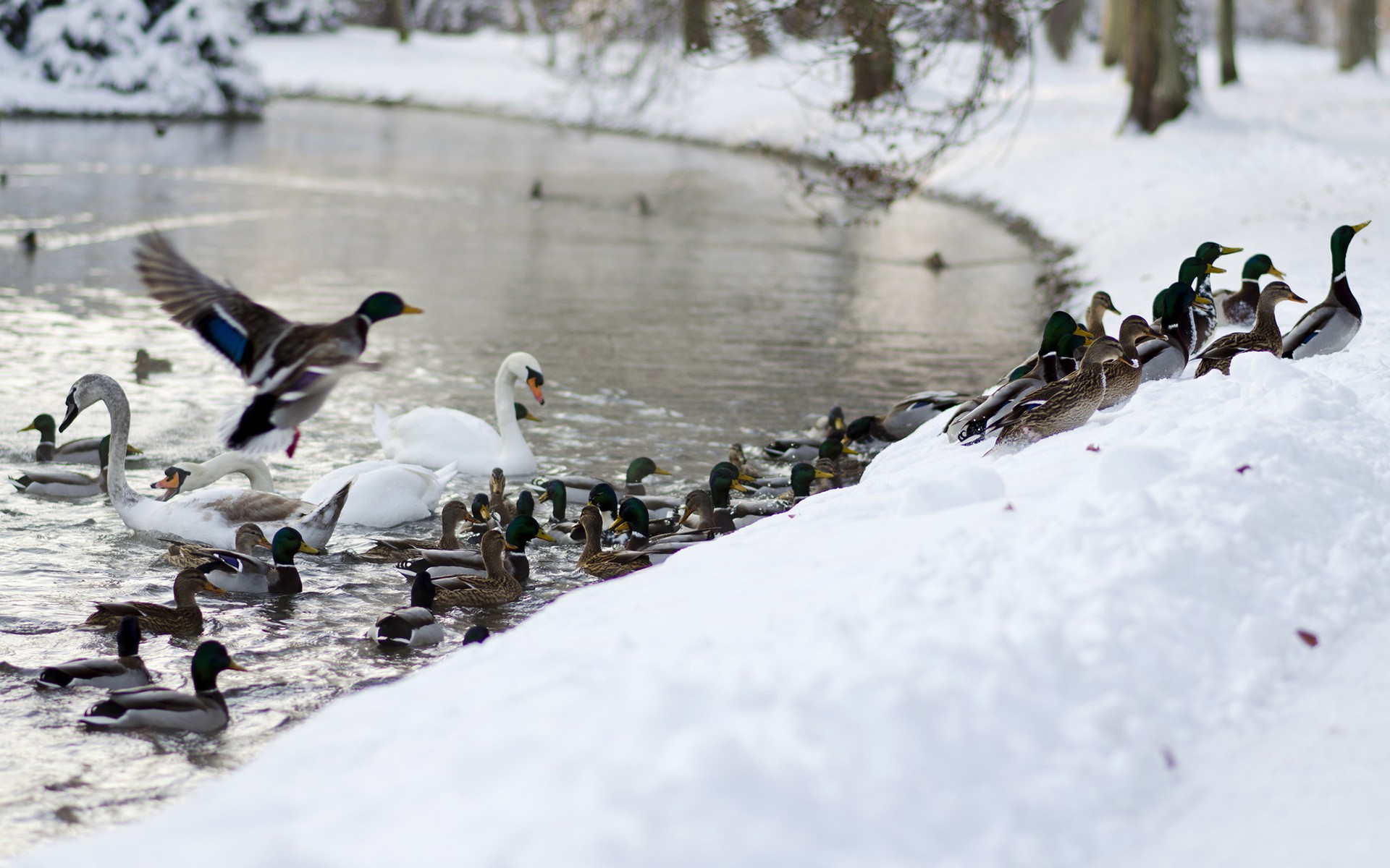 Birds: Swan Ducks Rivers Snow Wildlife Landscapes Winter Photos Of ...