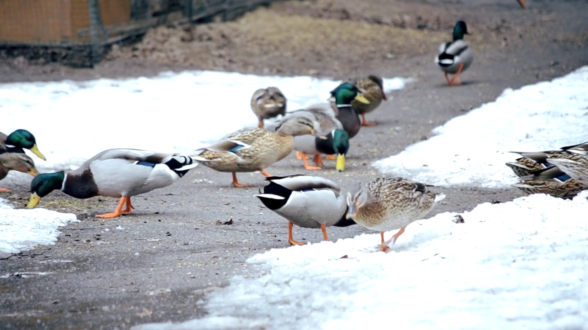 Feeding of many wild ducks and drakes in winter on snow outdoors ...