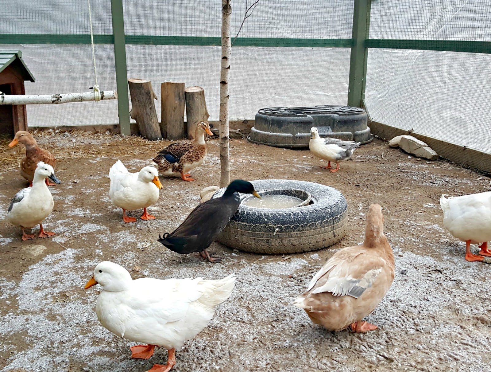 Ducks in winter photo
