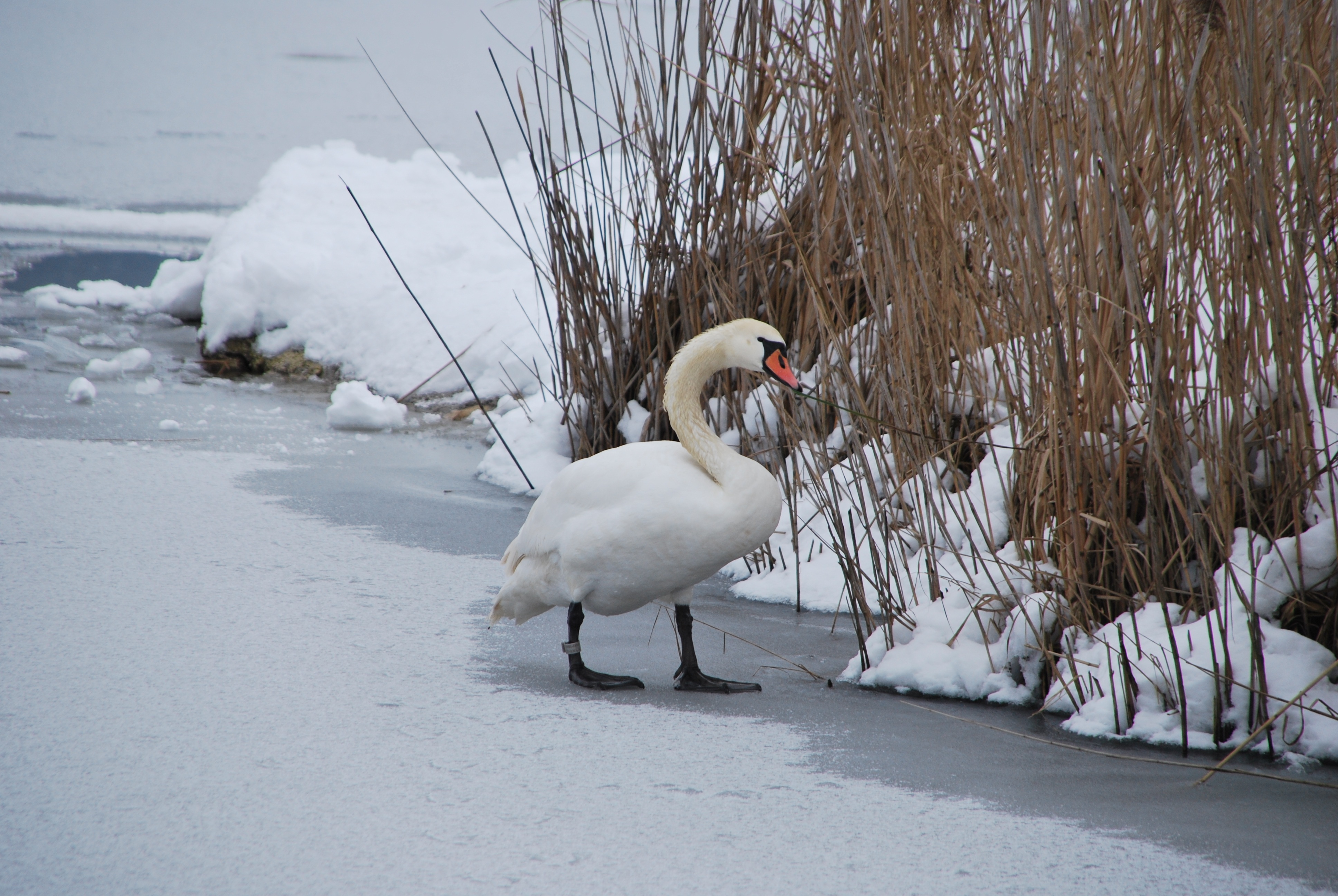 Free Images : walking, snow, winter, white, lake, frost, animal ...
