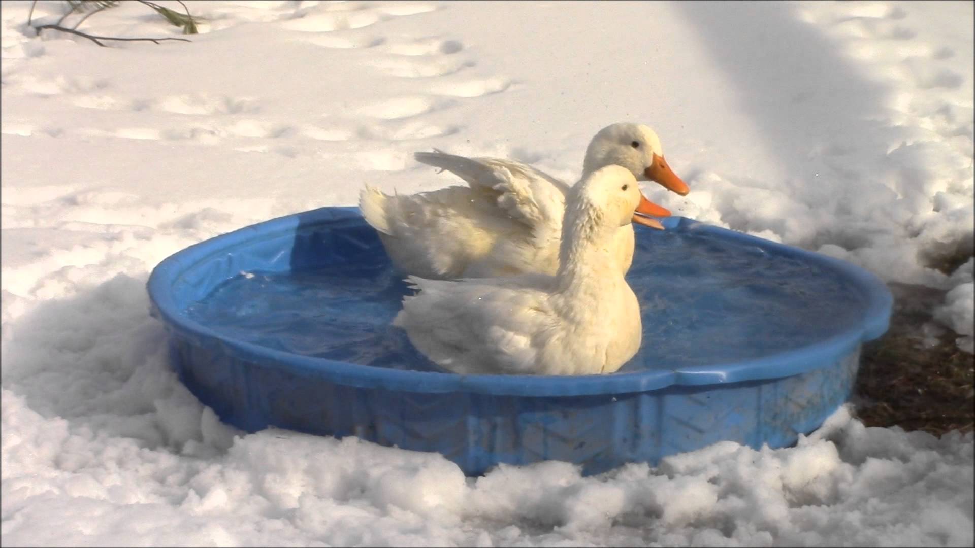 Ducks in Winter - YouTube