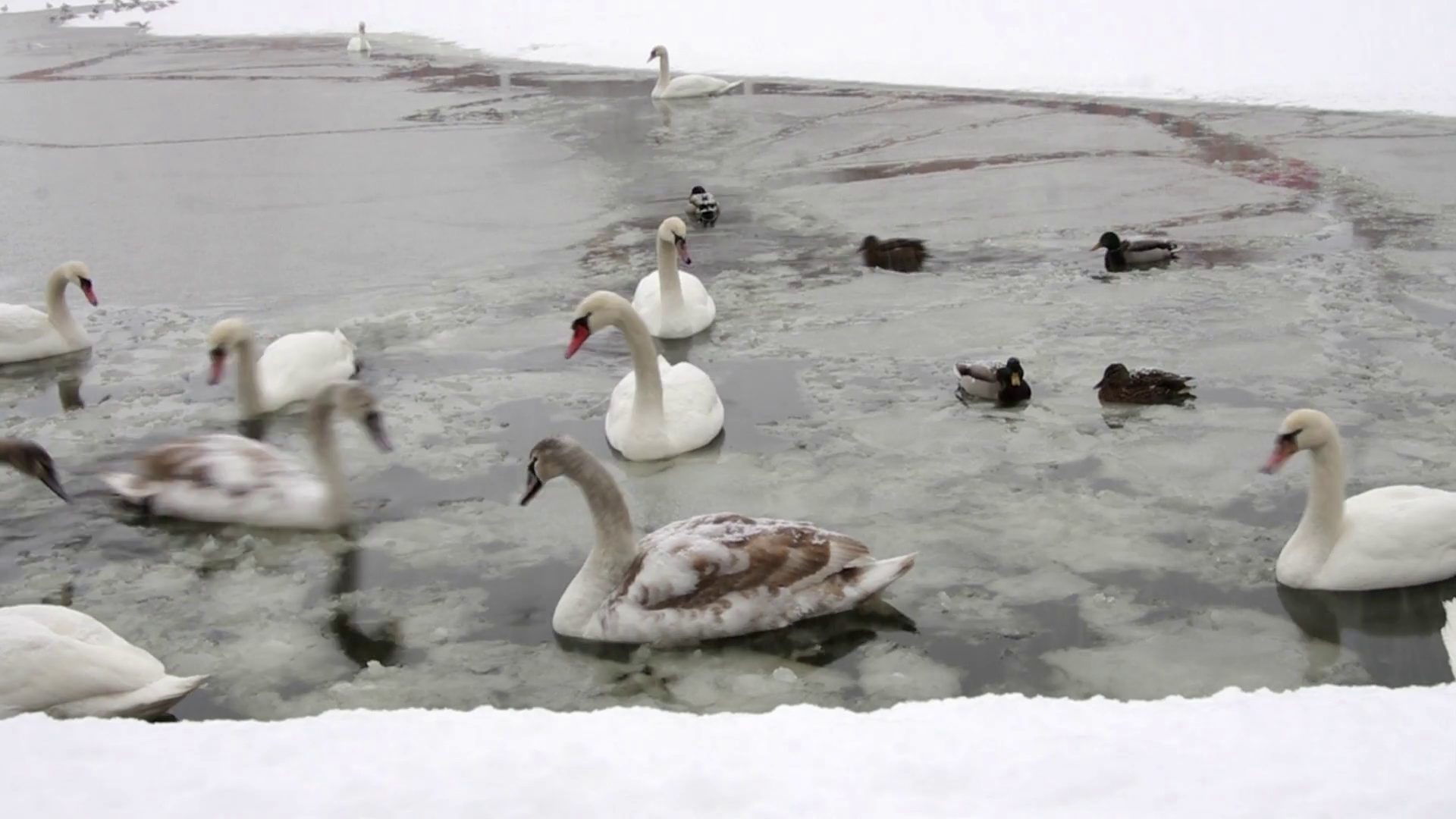 A flock of swans and ducks, river, winter, snow, ice floe. Stock ...