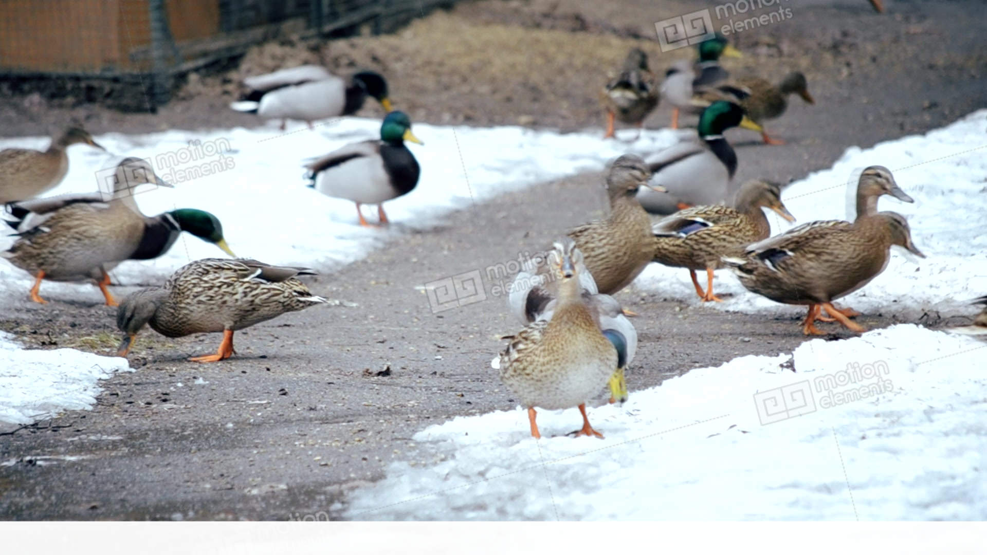 Feeding Of Many Wild Ducks In Winter On Snow Outdoors Stock video ...