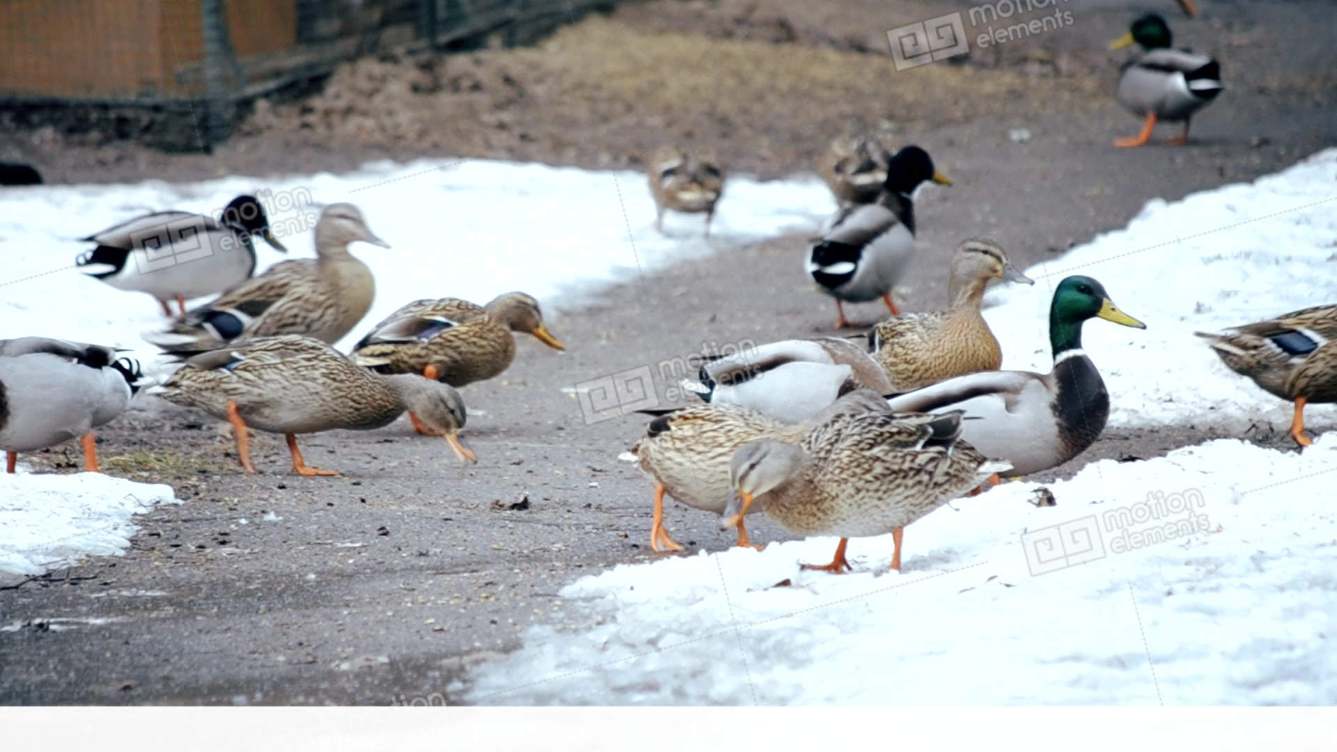 Feeding Of Many Wild Ducks In Winter On Snow Outdoors Stock video ...