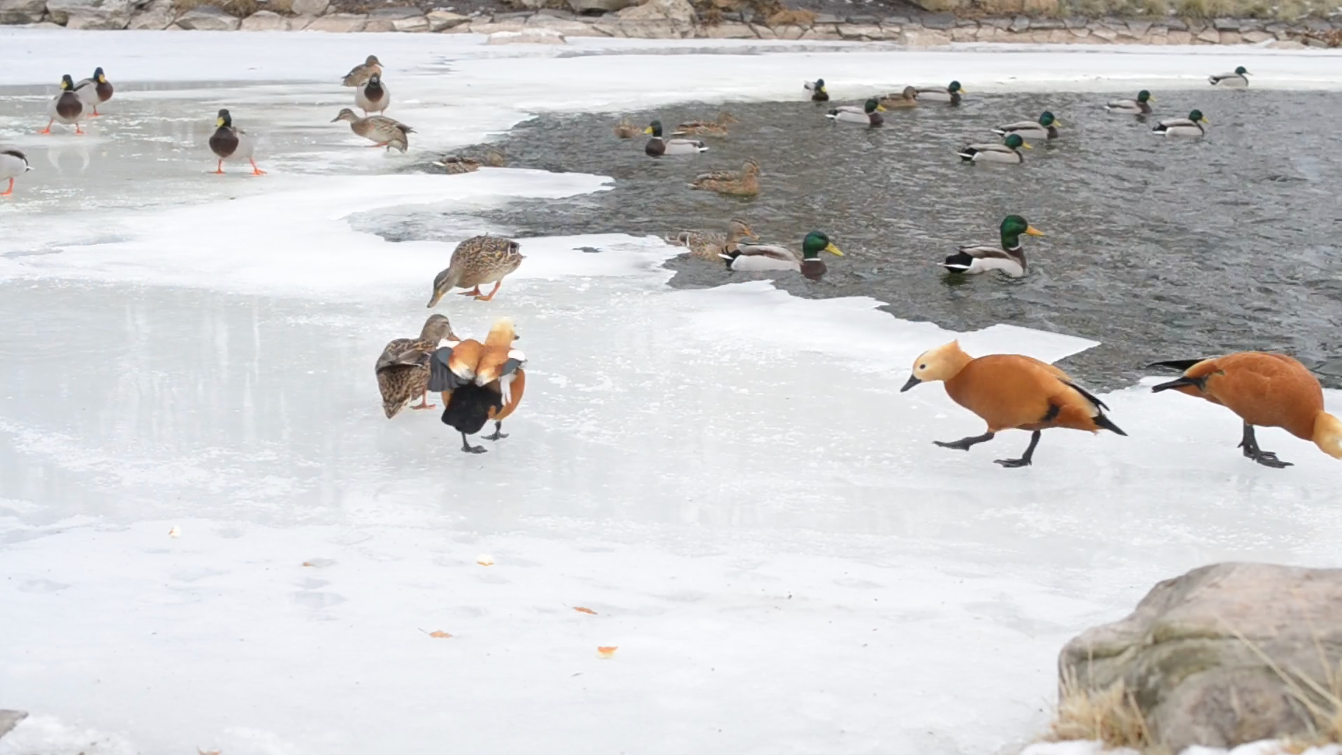 Feeding of wild ducks and ruddy shelducks in winter on ice of frozen ...