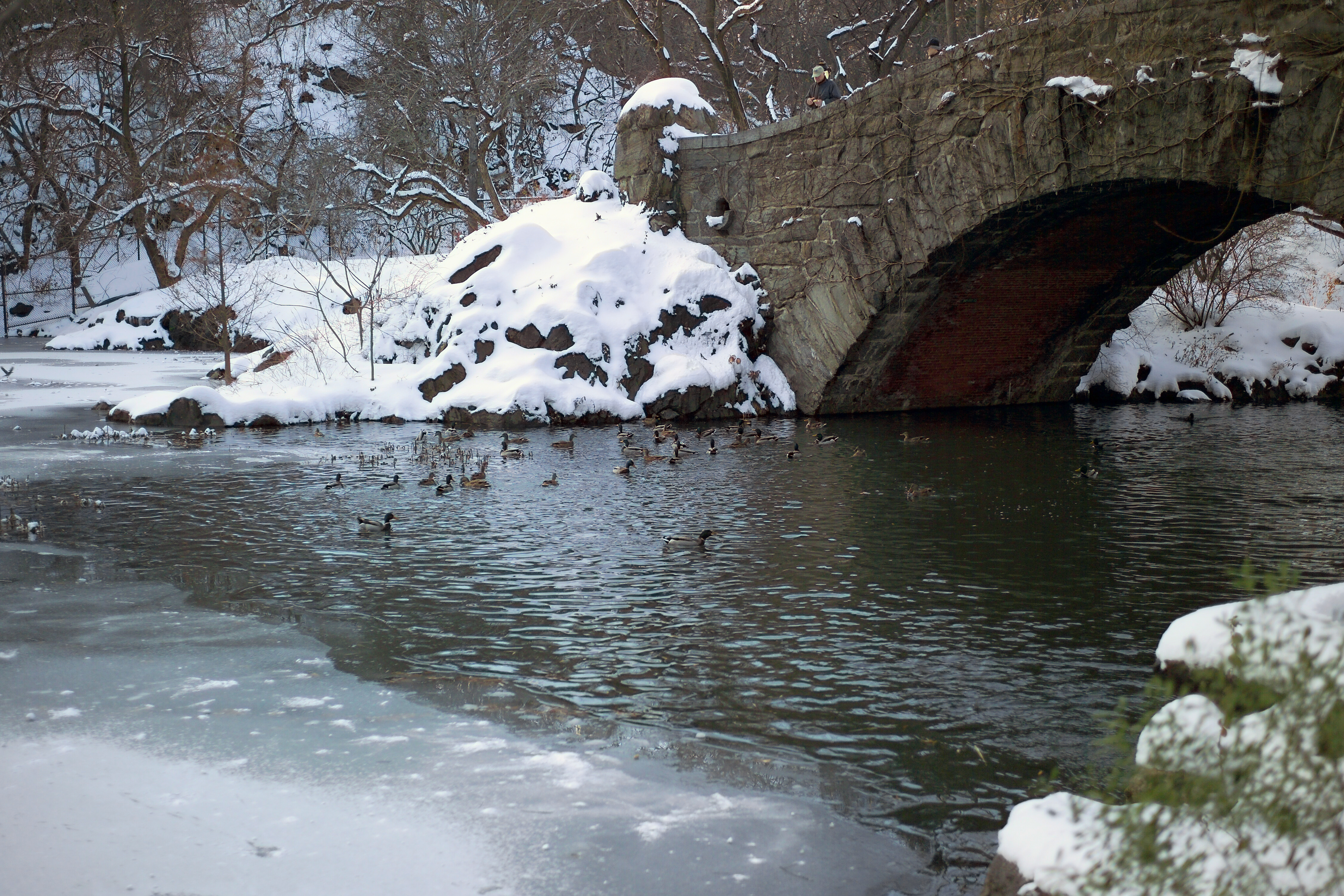 File:Central Park (New York) 12 Winter ducks.jpg - Wikimedia Commons