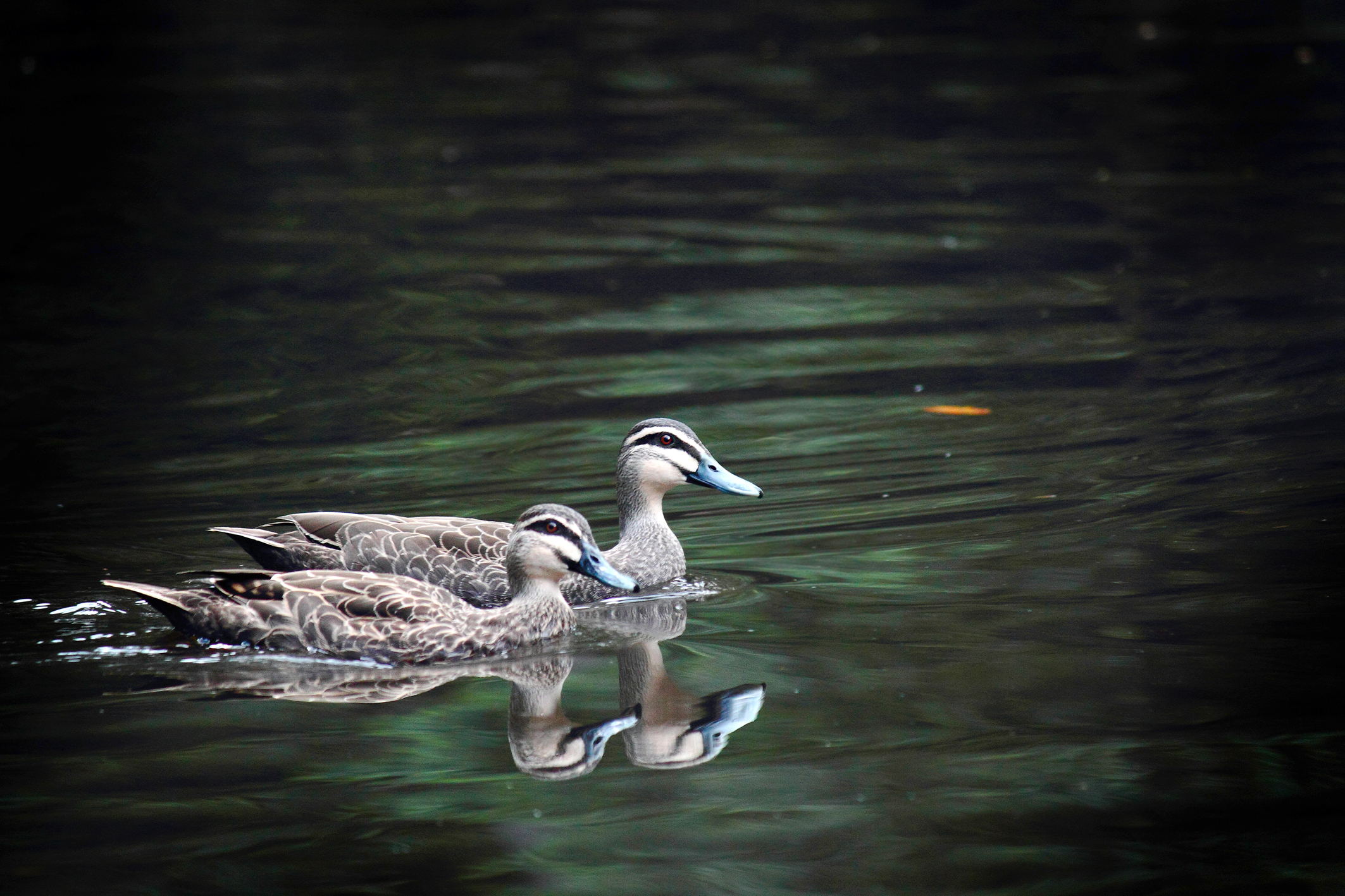 Ducks on a pond photo