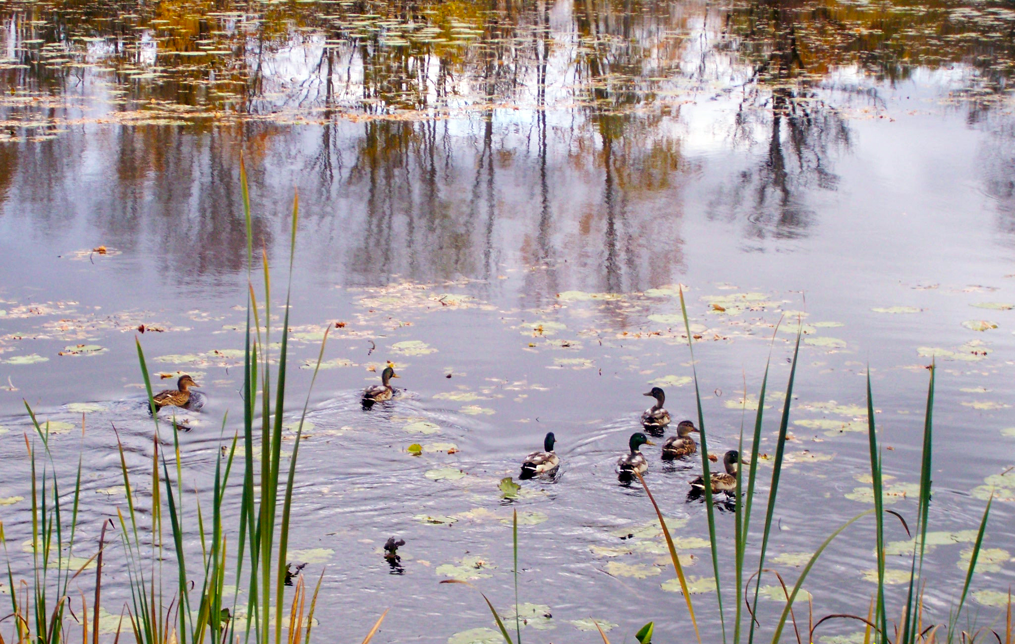 Ducks on lake 2 photo