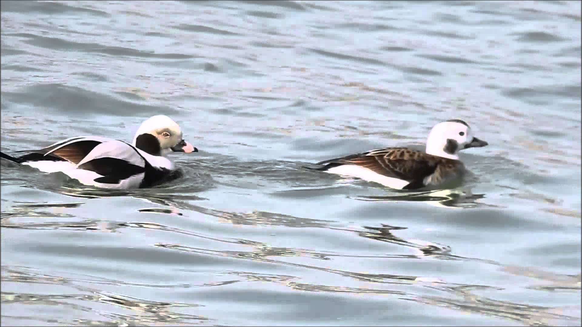 Long-tailed Ducks on Lake Ontario Feb 2016 - YouTube