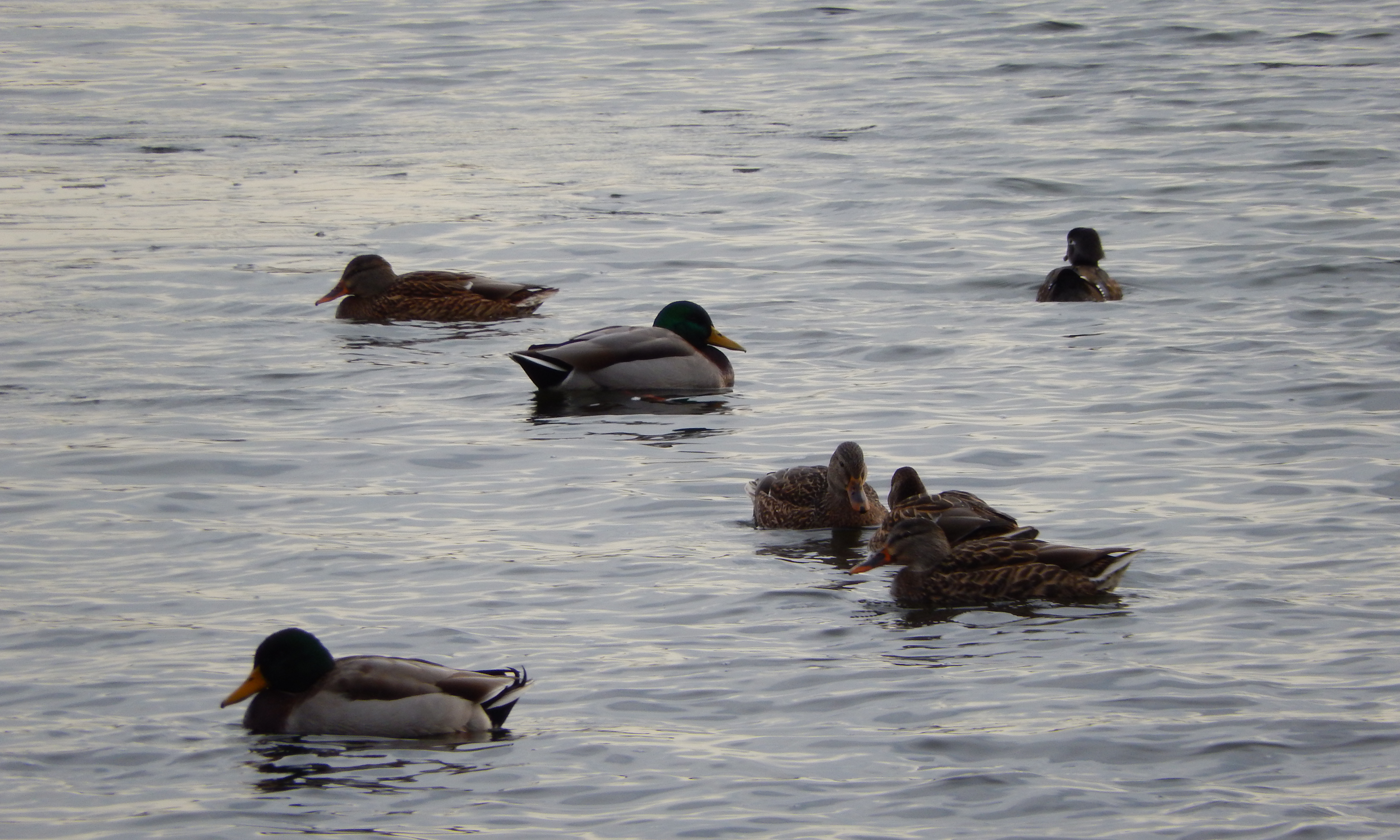 Ducks on a Lake | Prayer A to Z