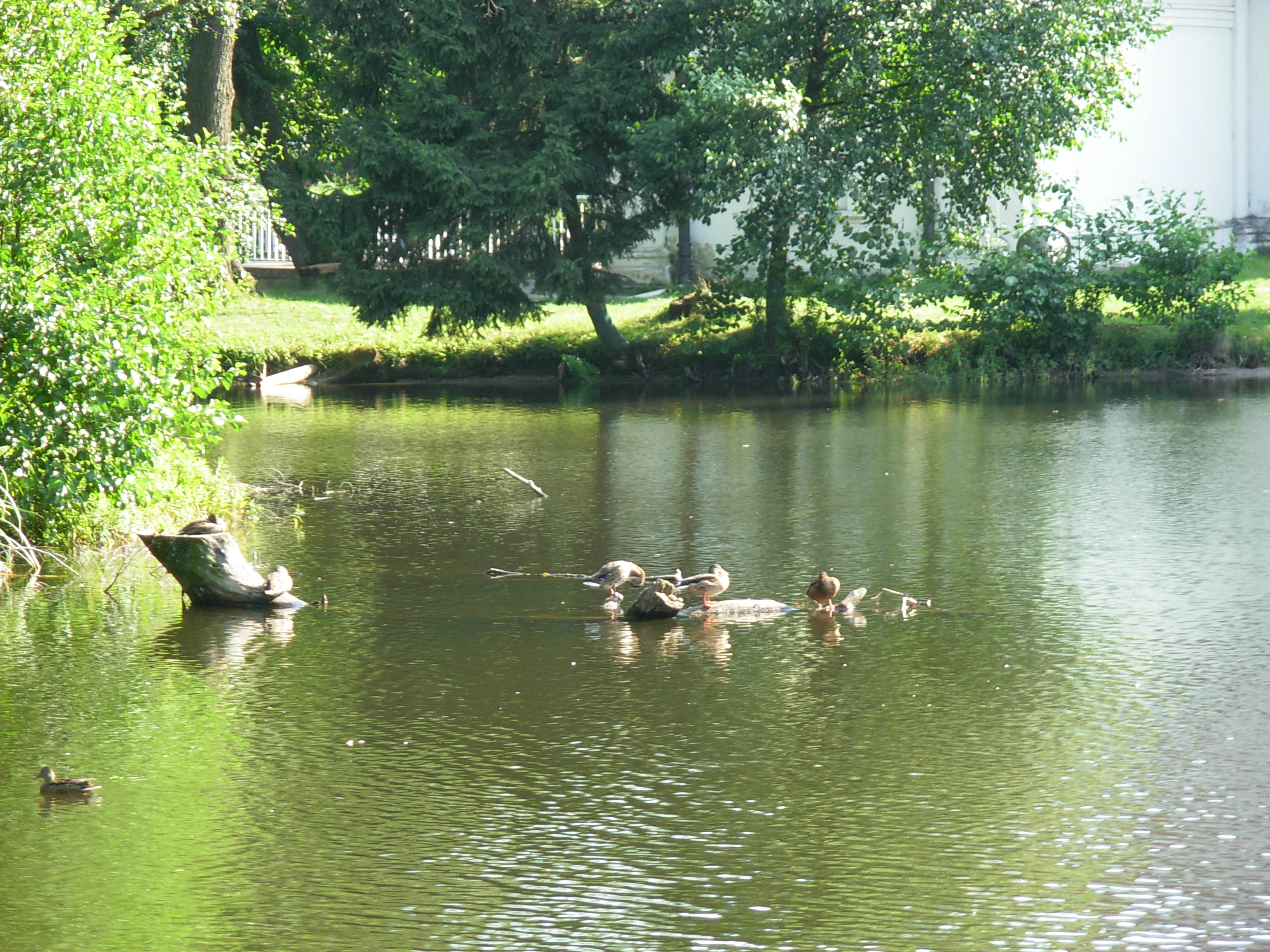 File:Ducks on Zwierzyniec Lake - 01.JPG - Wikimedia Commons