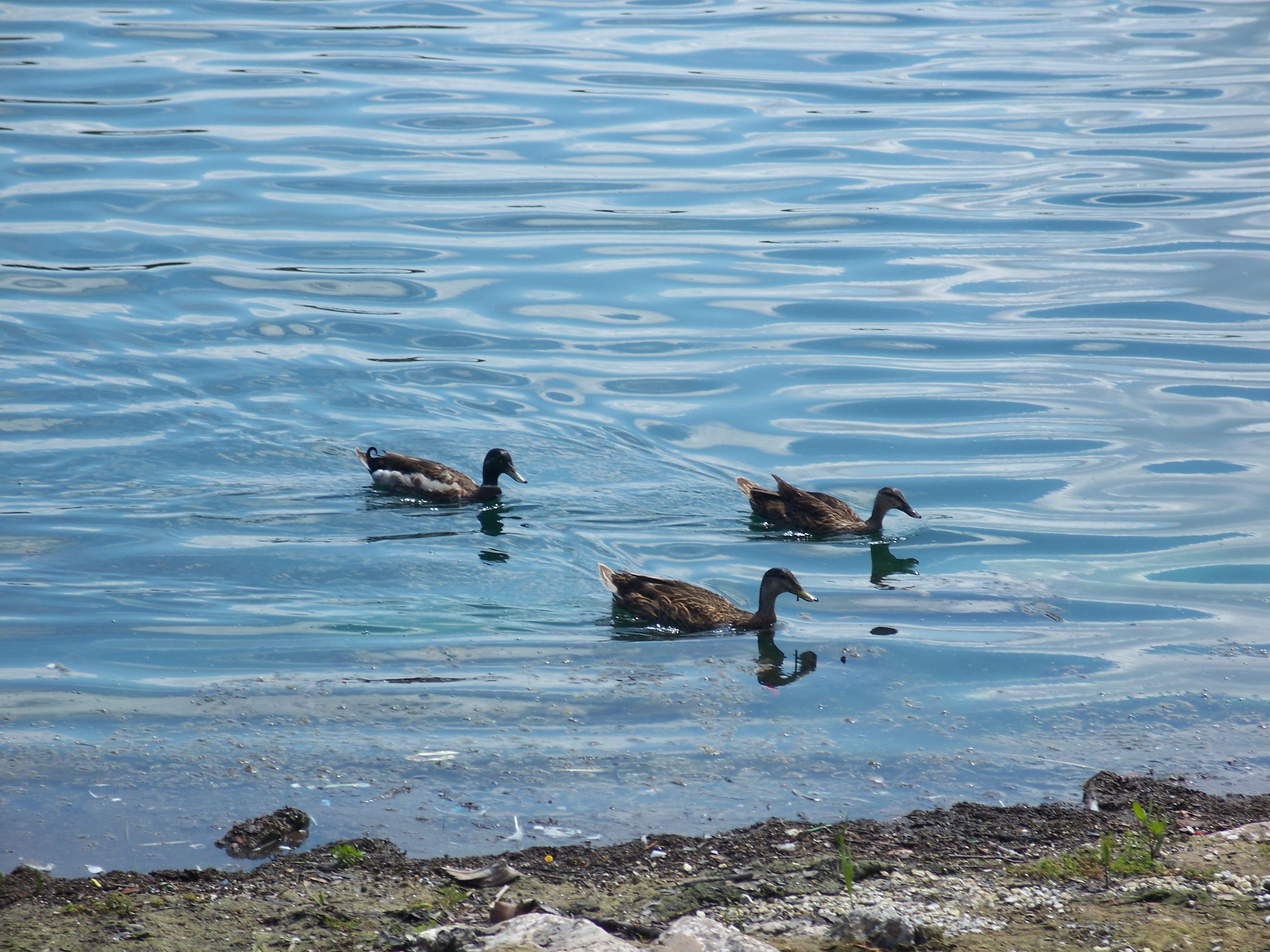 File:Ducks Lake Eola Orlando01.jpg - Wikimedia Commons