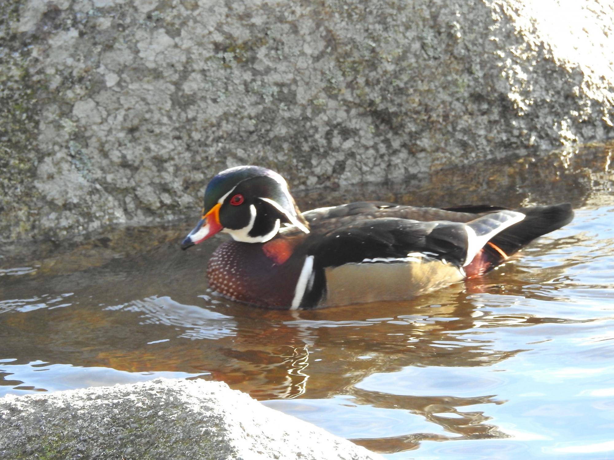 Wood Duck (Aix sponsa) One of two Wood Ducks, along the shore of a ...