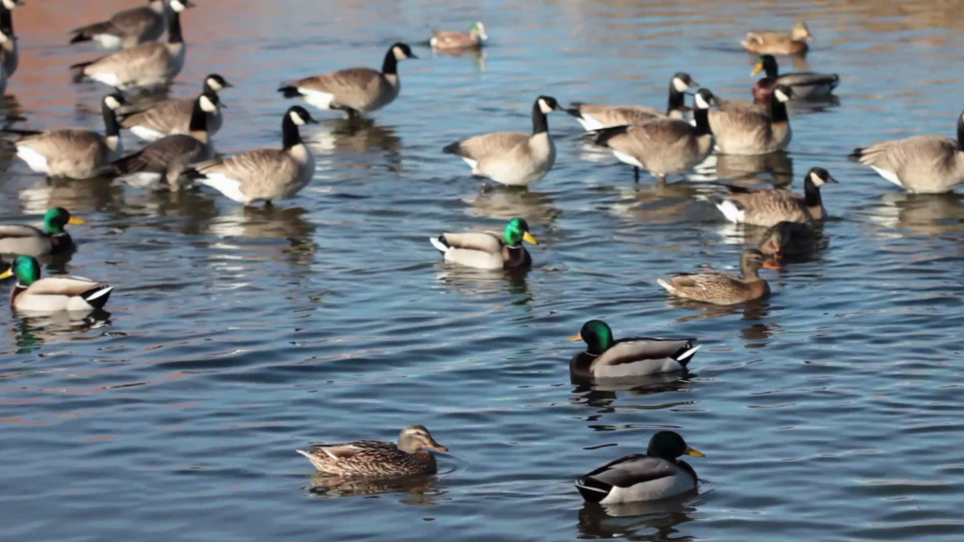 Ducks Walking Into Water Stock Video Footage - VideoBlocks
