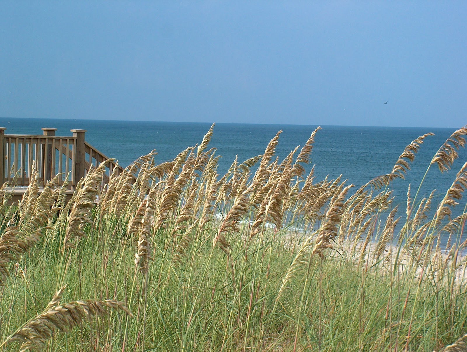 The Hardy Sea Oat Dune Grass - YouTube