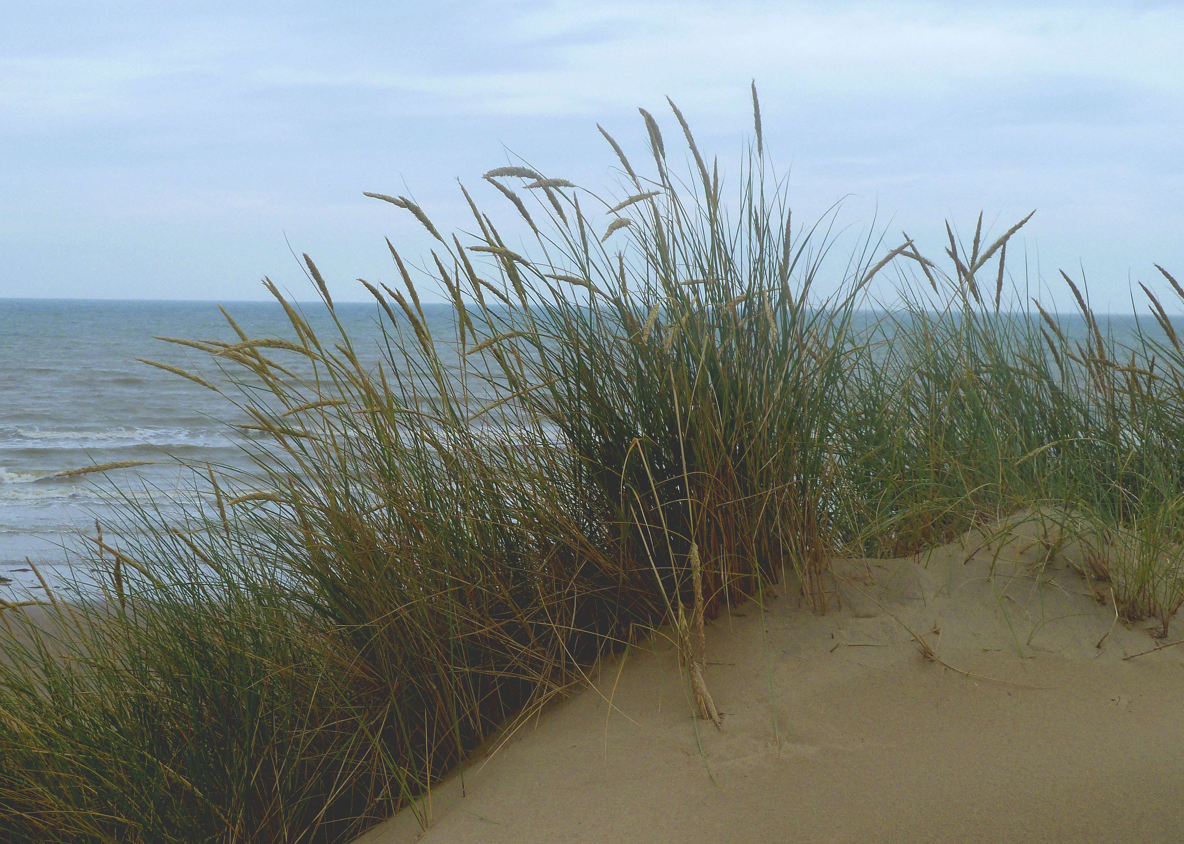 Camber Dunes | Louis' Page