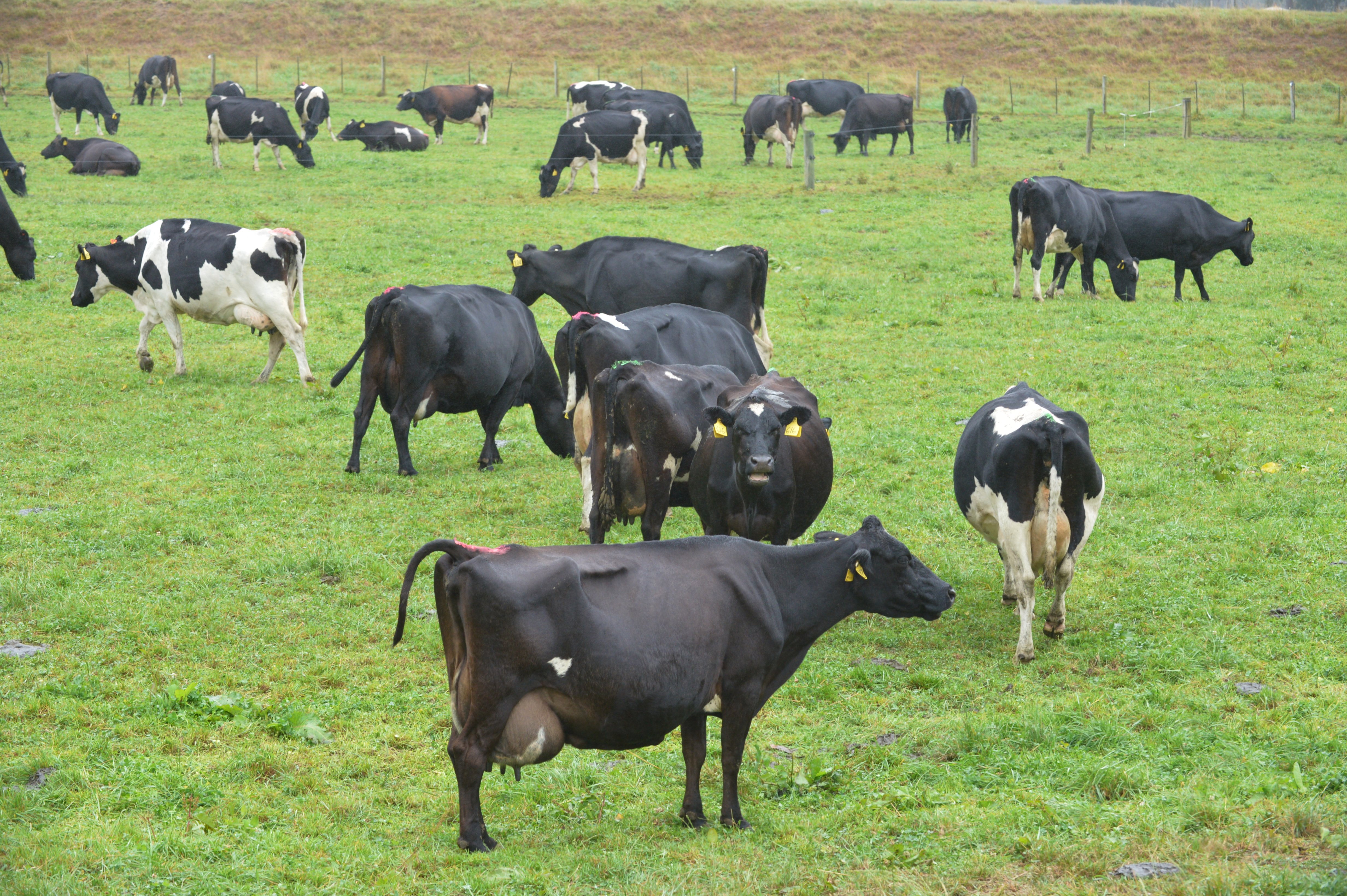 Dunedin cows photo